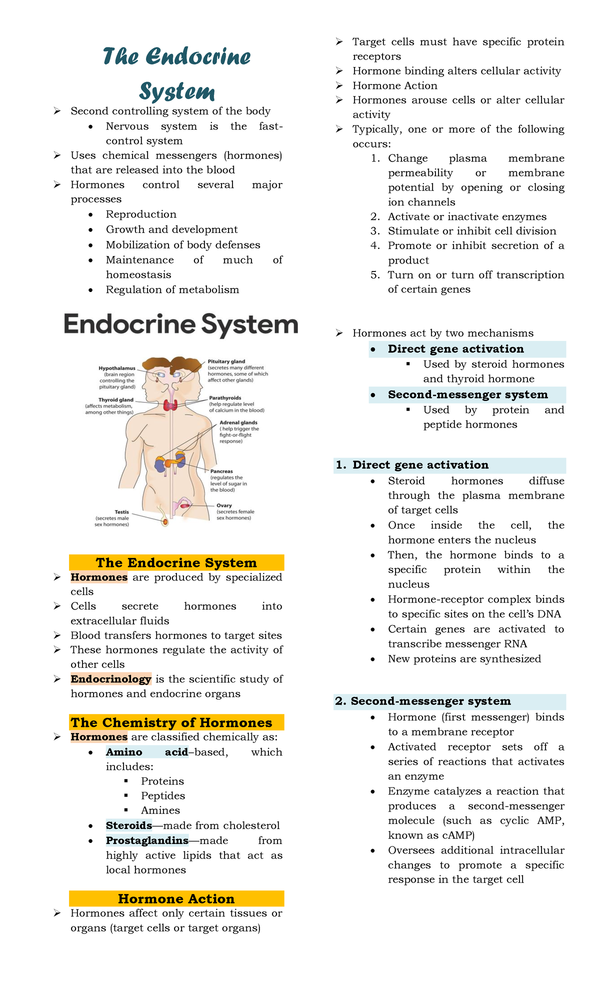 The Endocrine System - Comprehensive Study Notes - Studocu