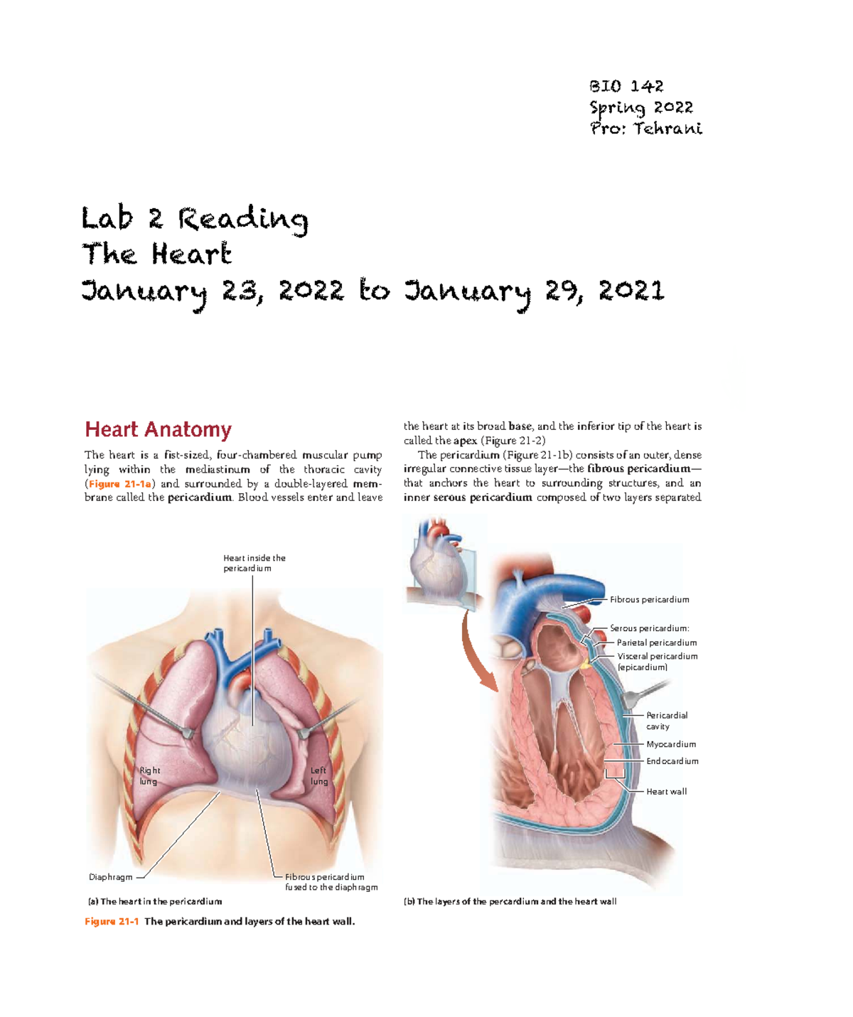 Lab 2 - Anatomy and Physiology of the Heart - BIO 142 - Studocu