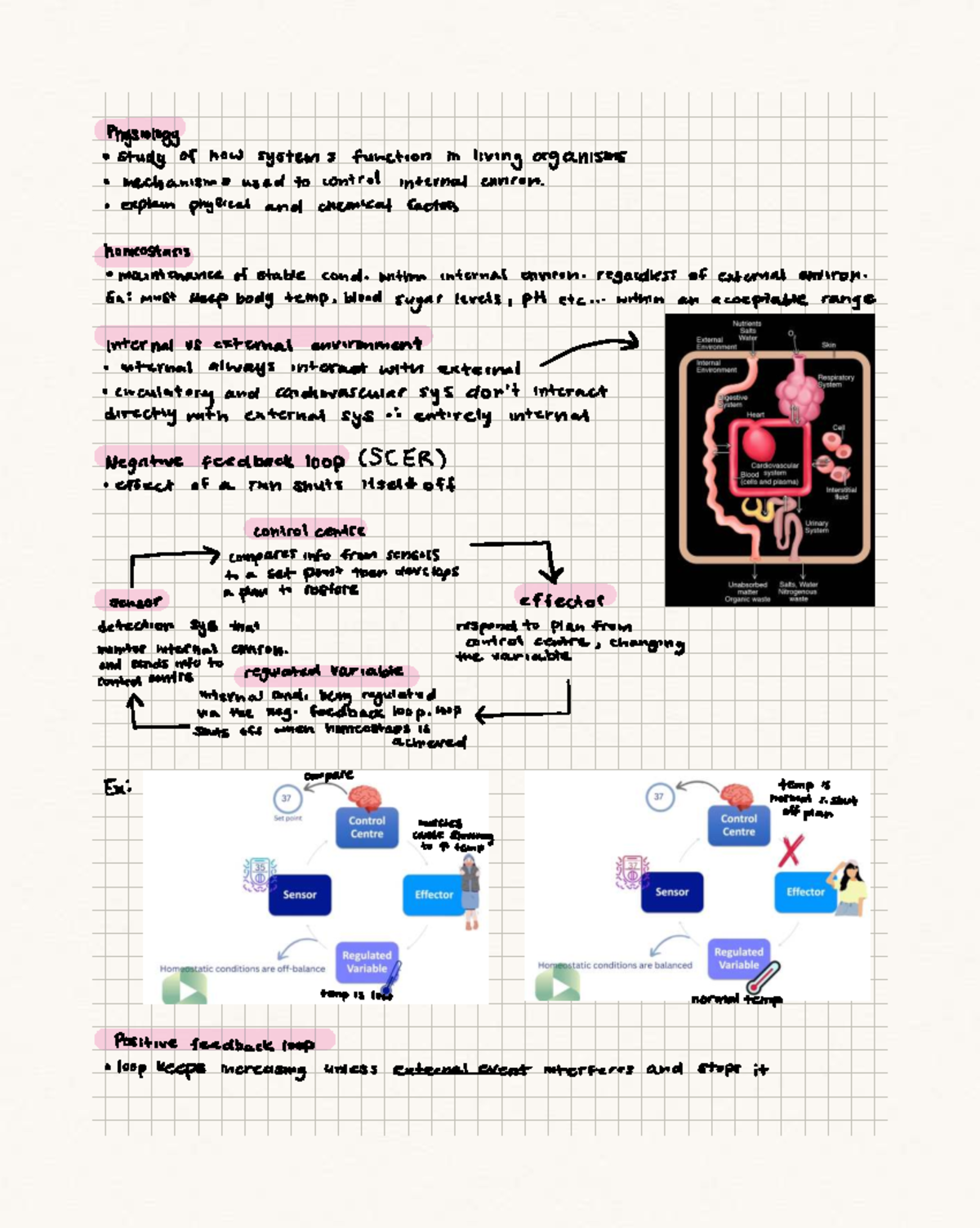 Week 1 - Intro to Physiology & Homeostasis (PHYS 101) - Studocu