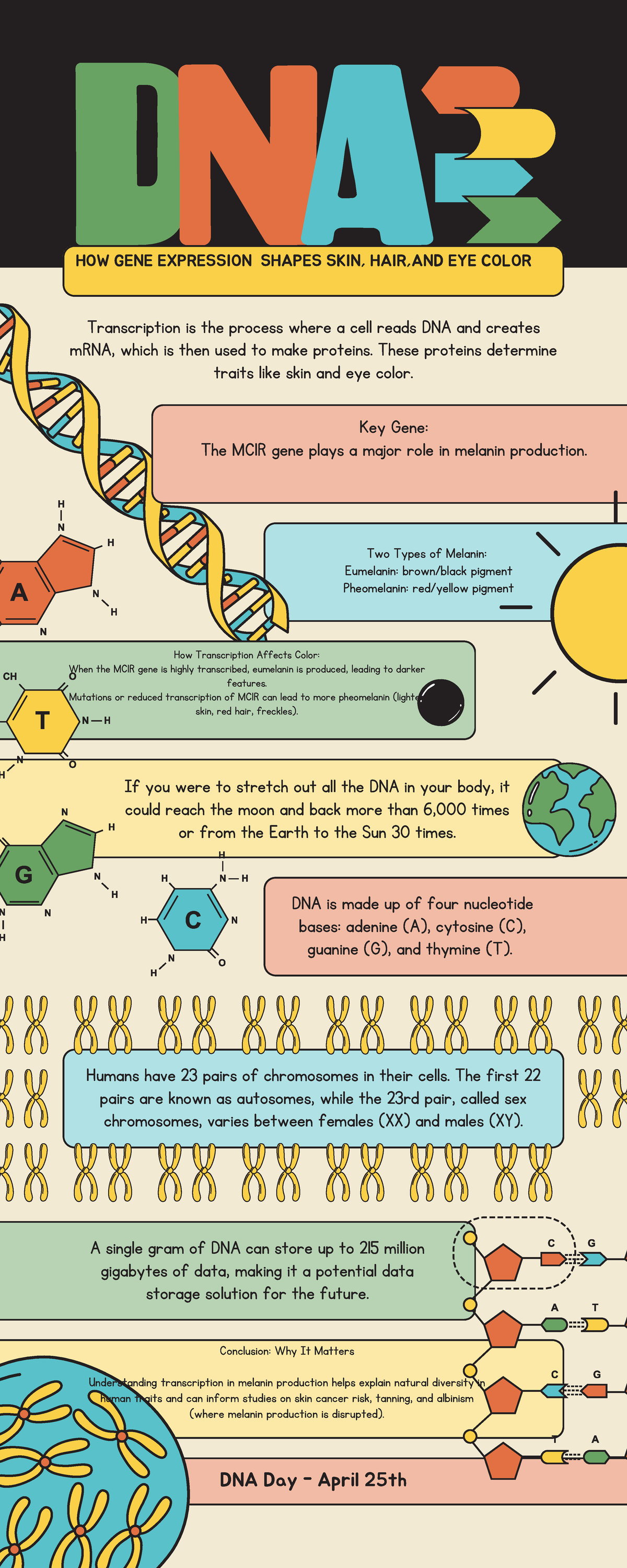 Gene Expression & Color: The Role of MC1R in Skin, Hair, & Eye Color ...