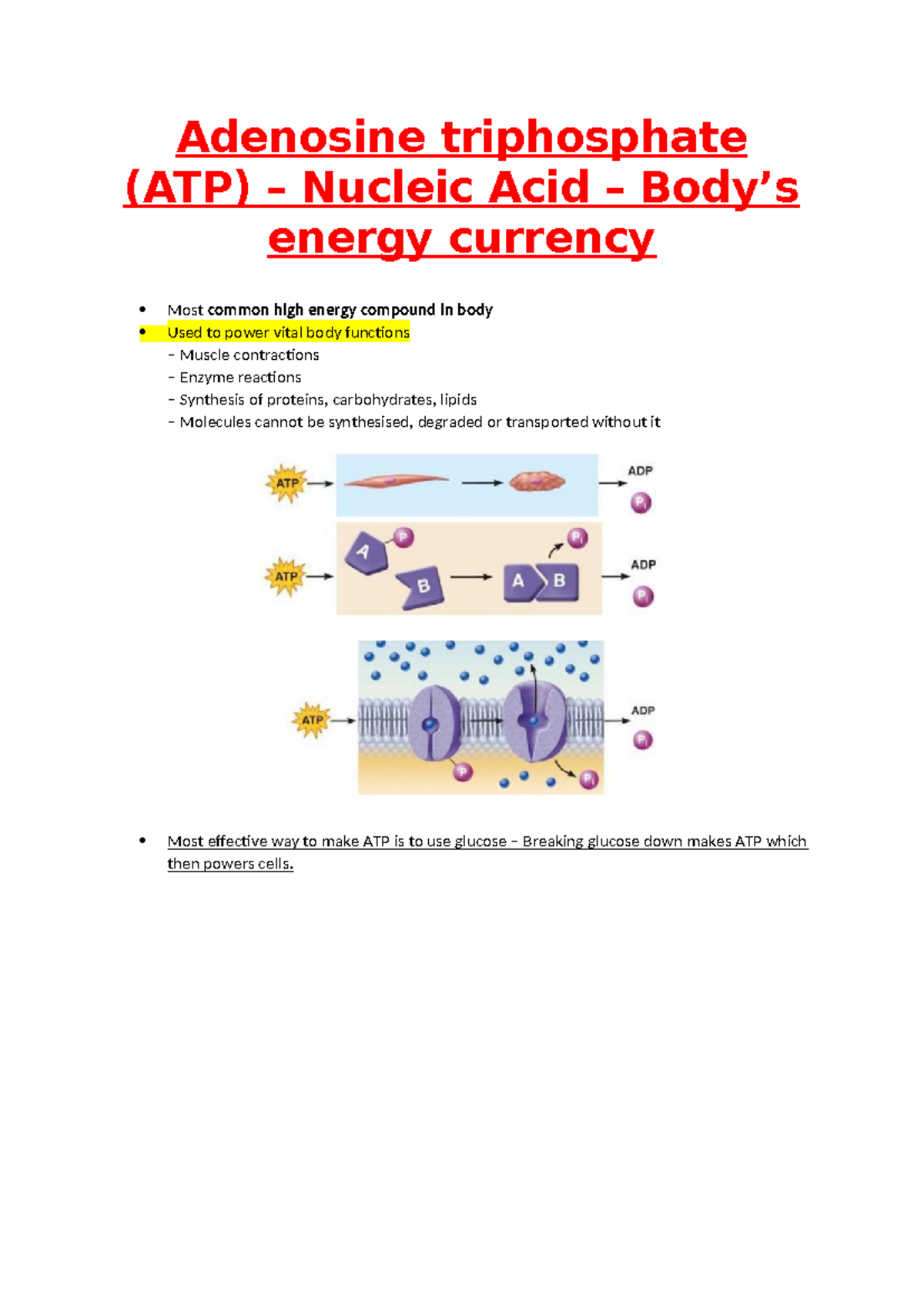Adenosine triphosphate (ATP) - NATS1009 - Adenosine triphosphate (ATP ...
