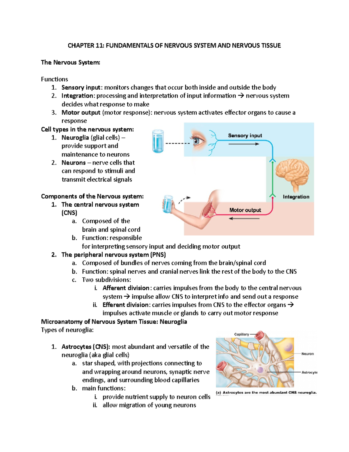 Chapter 11: Overview of Nervous System Functions & Neuroglia Types ...