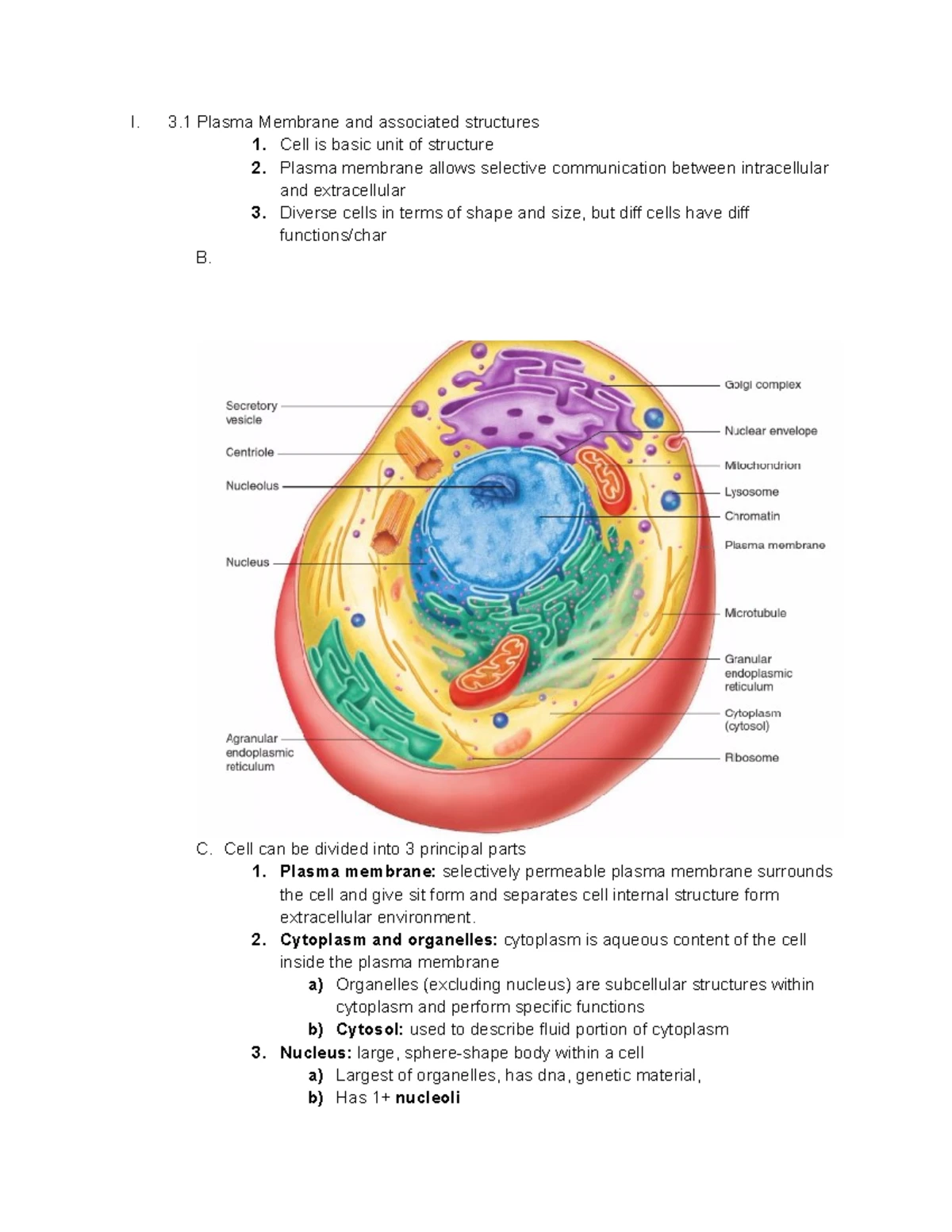 Understanding Muscle Tissue: Contraction Mechanisms and Types ...