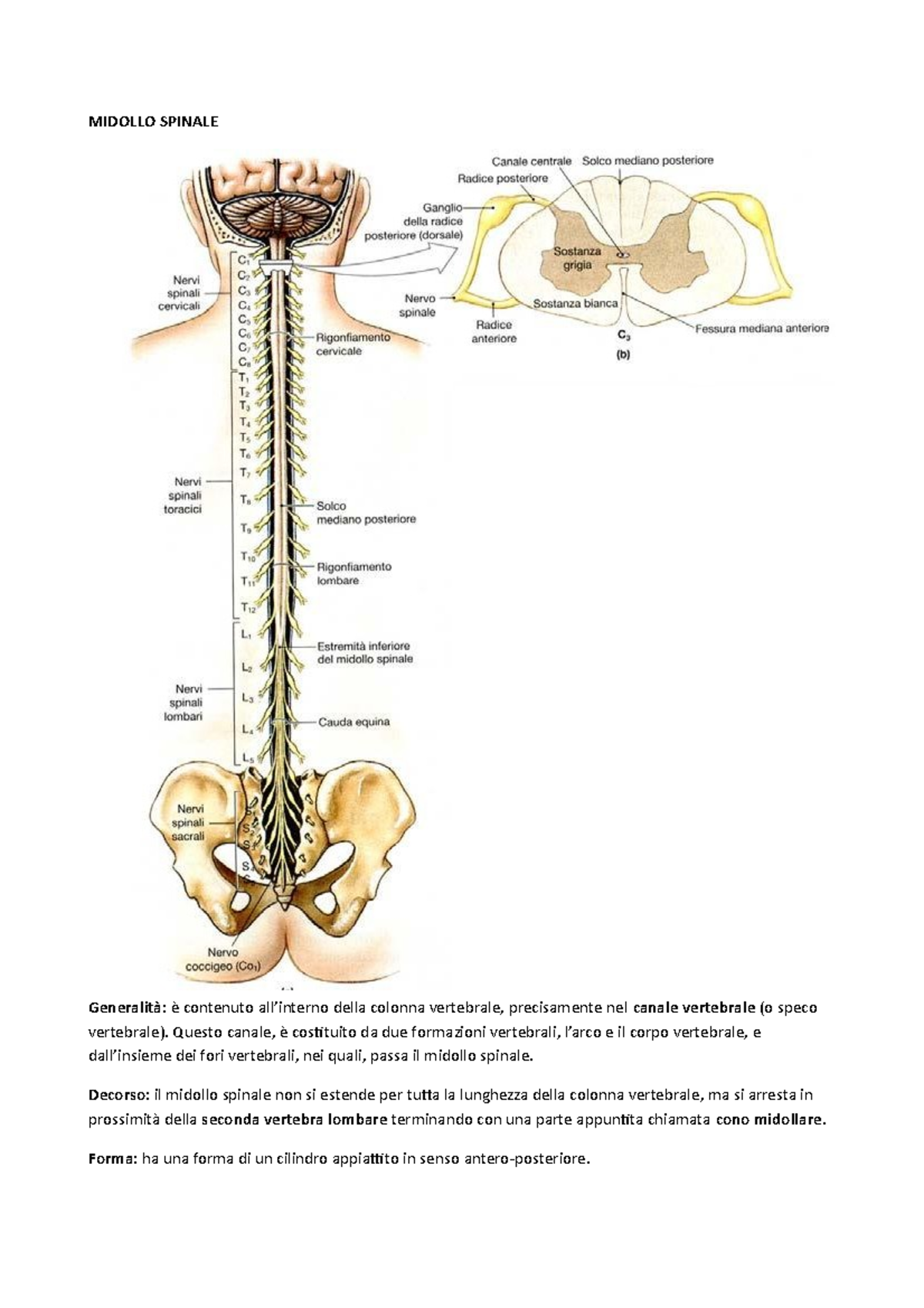 Anatomia del Midollo Spinale 2020: Struttura e Funzioni Essenziali ...