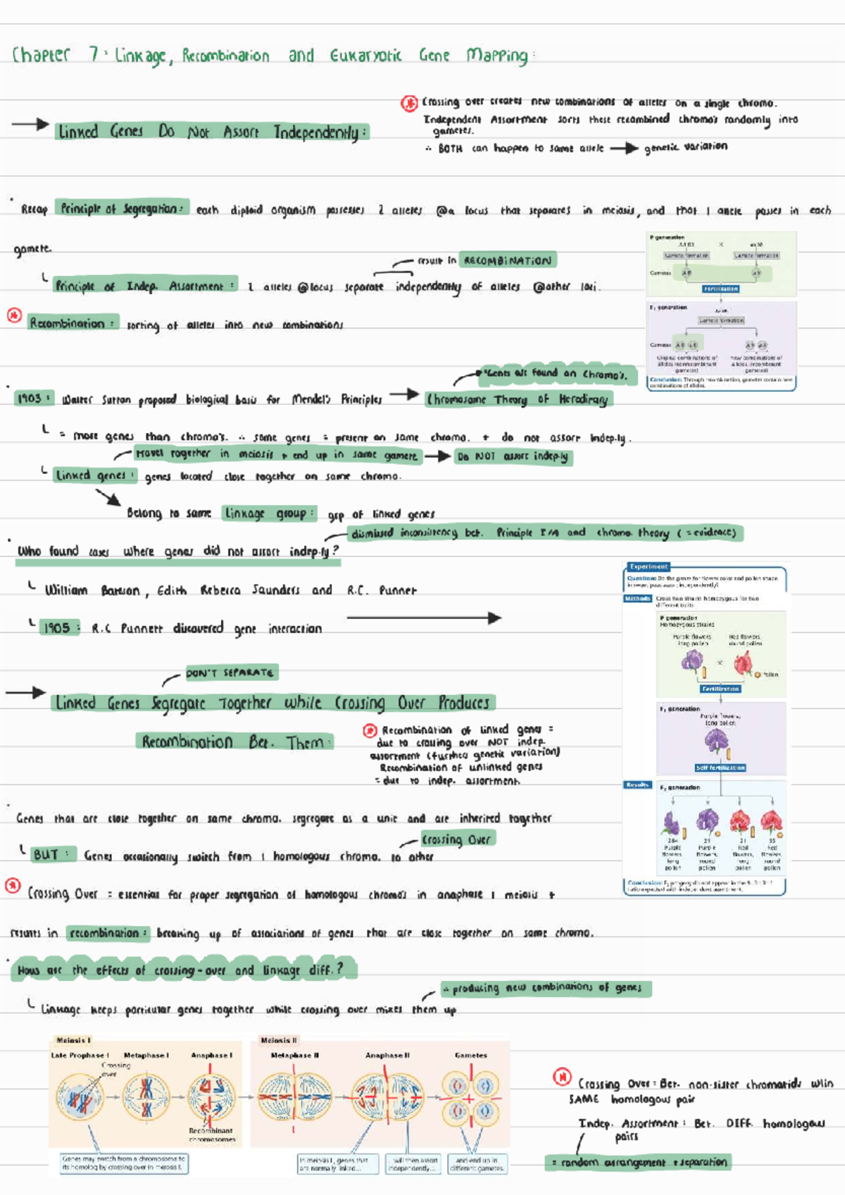 GTS 161 Chapter 7: Linkage, Recombination, and Gene Mapping Insights ...