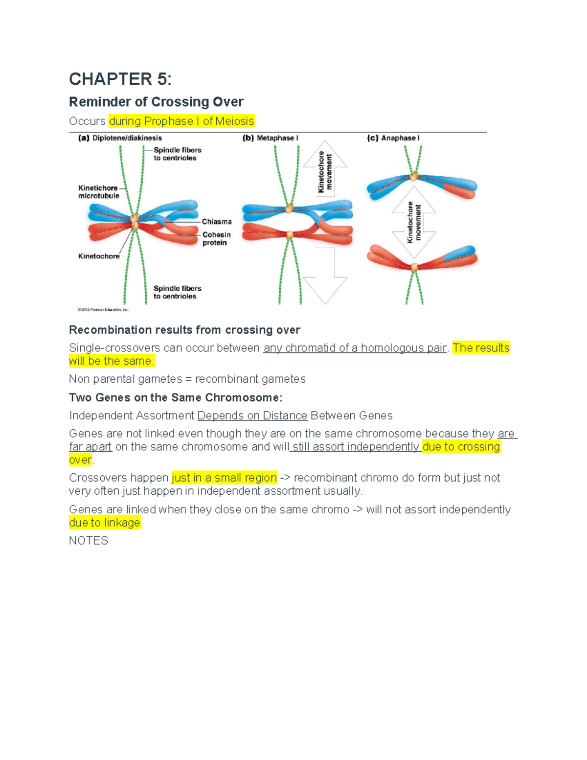 Exam 2 genetics - CHAPTER 5: Reminder of Crossing Over Occurs during ...