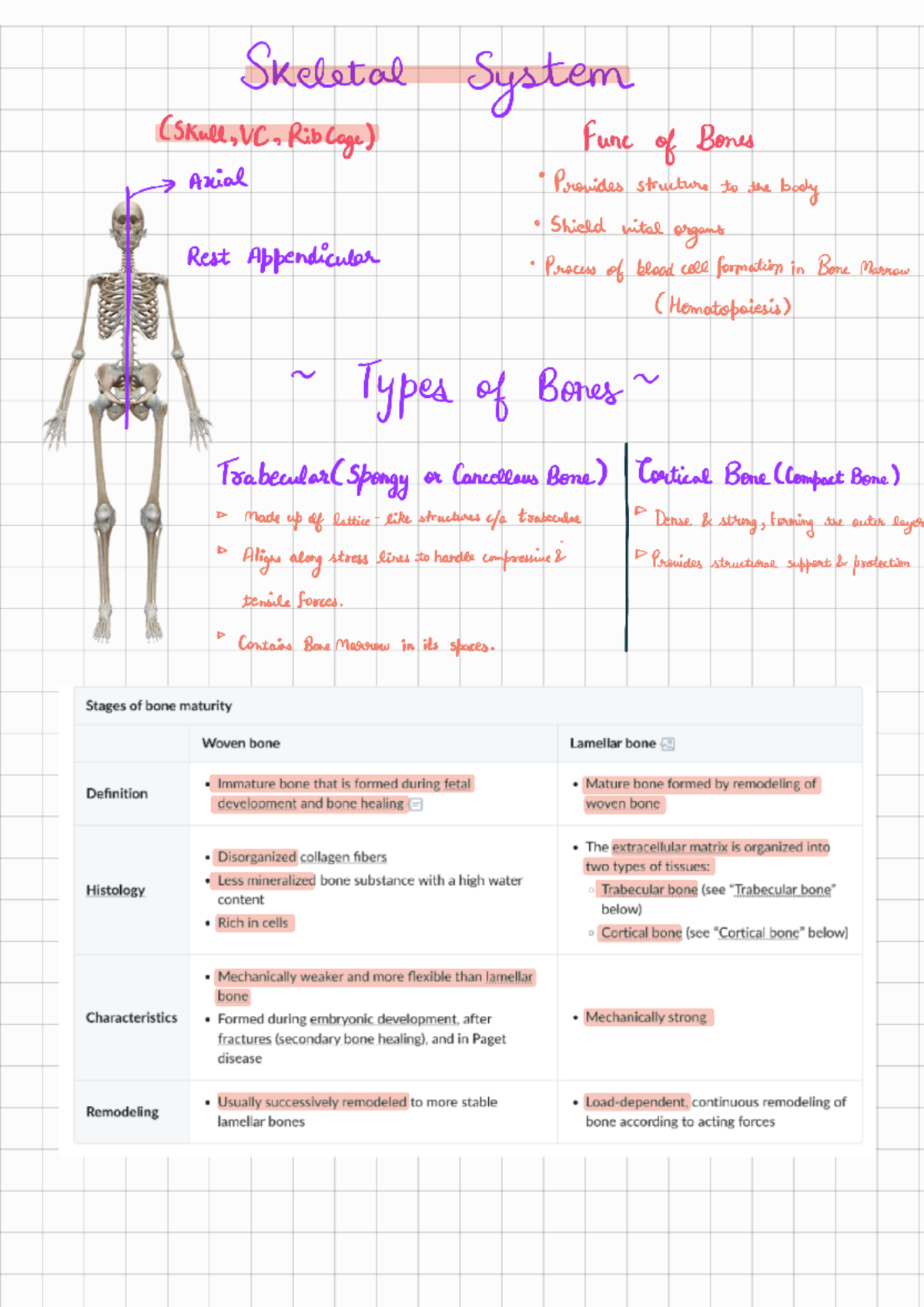 DOC-20250221-WA0000 - Skeletal System Notes: Bone Structure & Functions ...