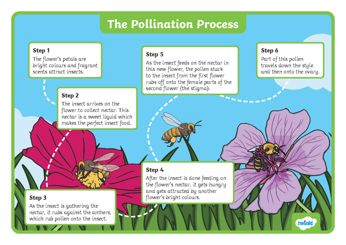 T-t-26320 Pollination Process: Steps and Insect Interaction - Studocu
