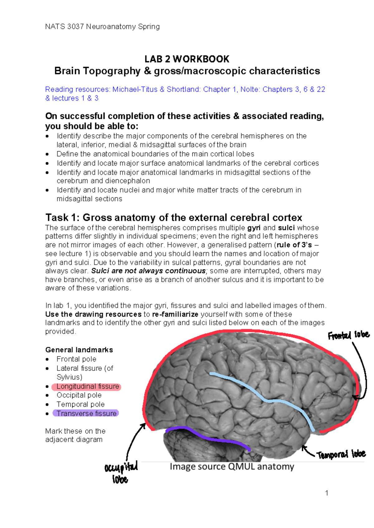 NATS 3037 Neuroanatomy Spring Lab 2 Workbook: Brain Topography ...