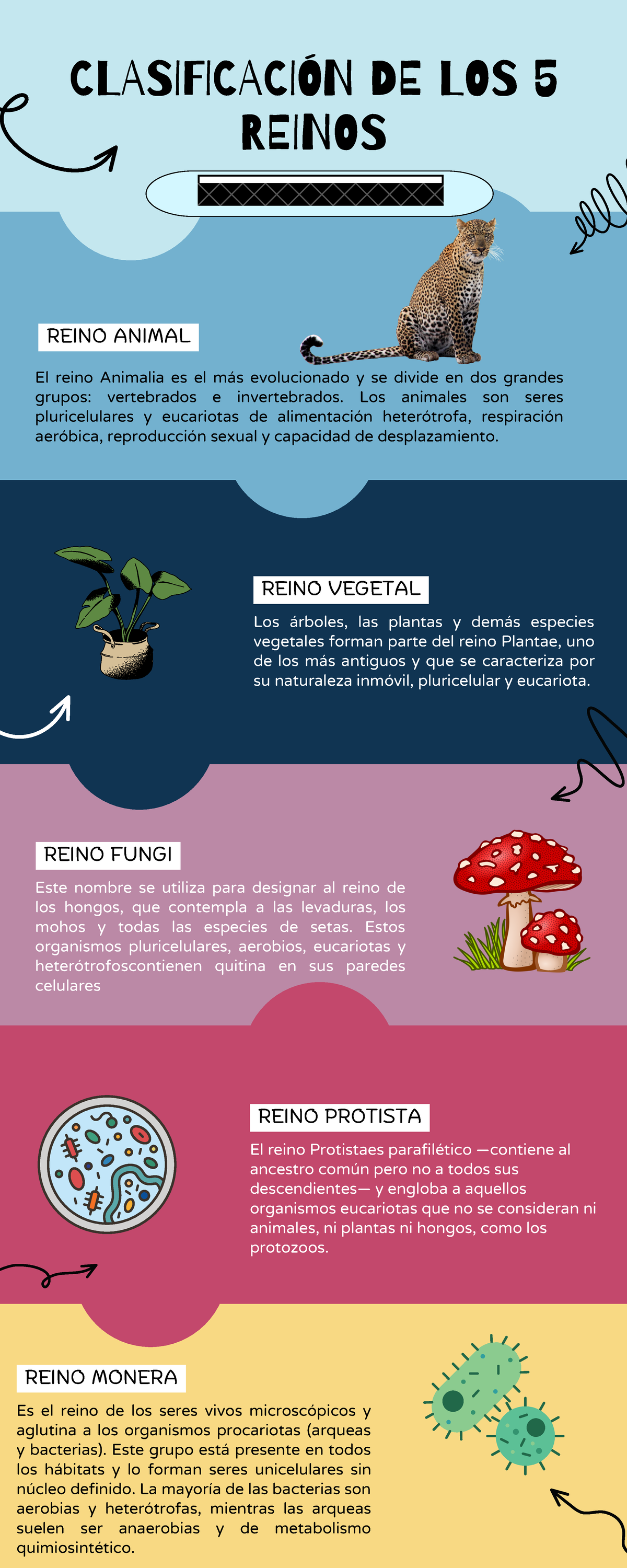 Clasificación de los 5 Reinos: Animalia, Plantae, Fungi, Protista, Monera -  Studocu