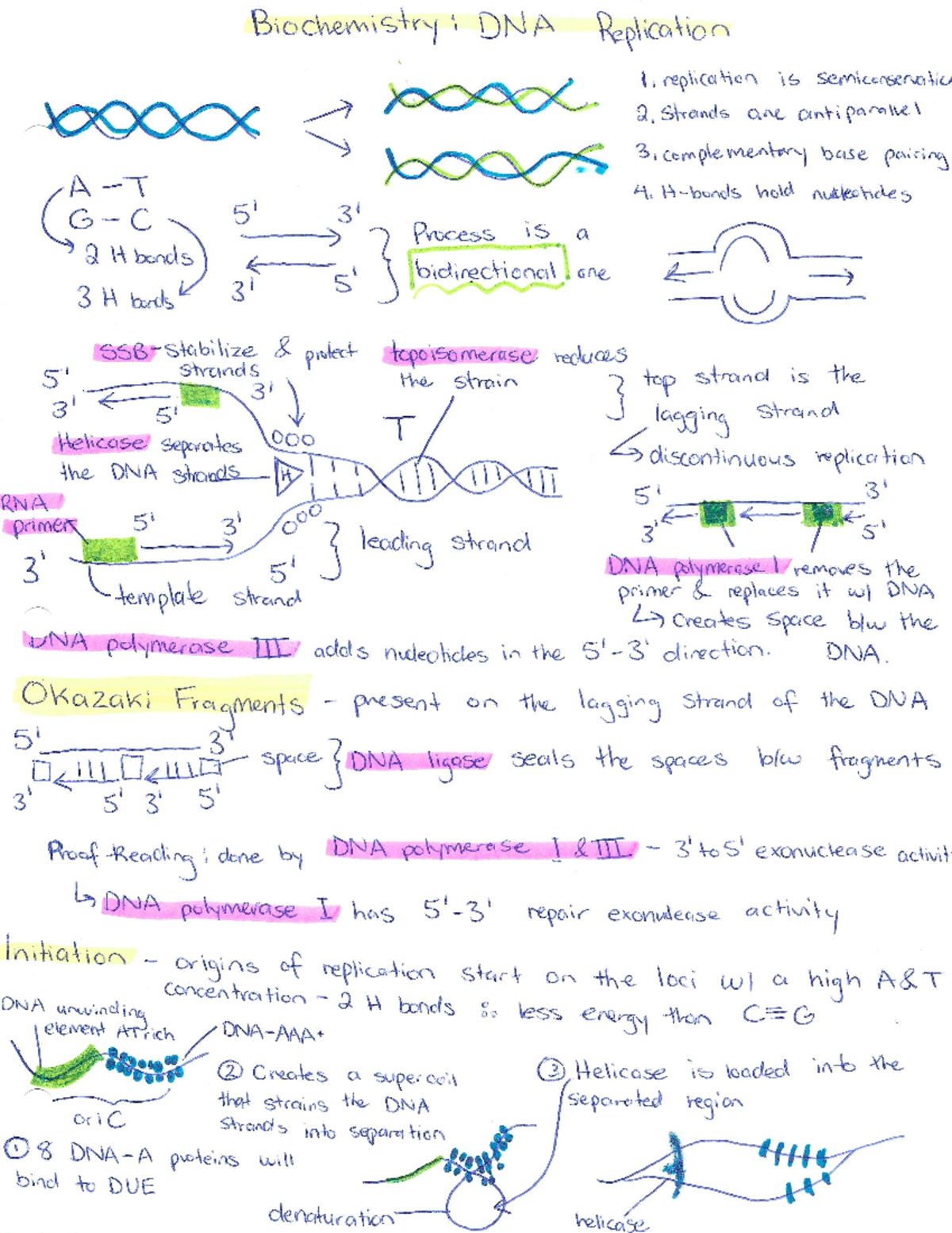 Biochemistry 101: DNA Replication Process and Mechanisms - Studocu