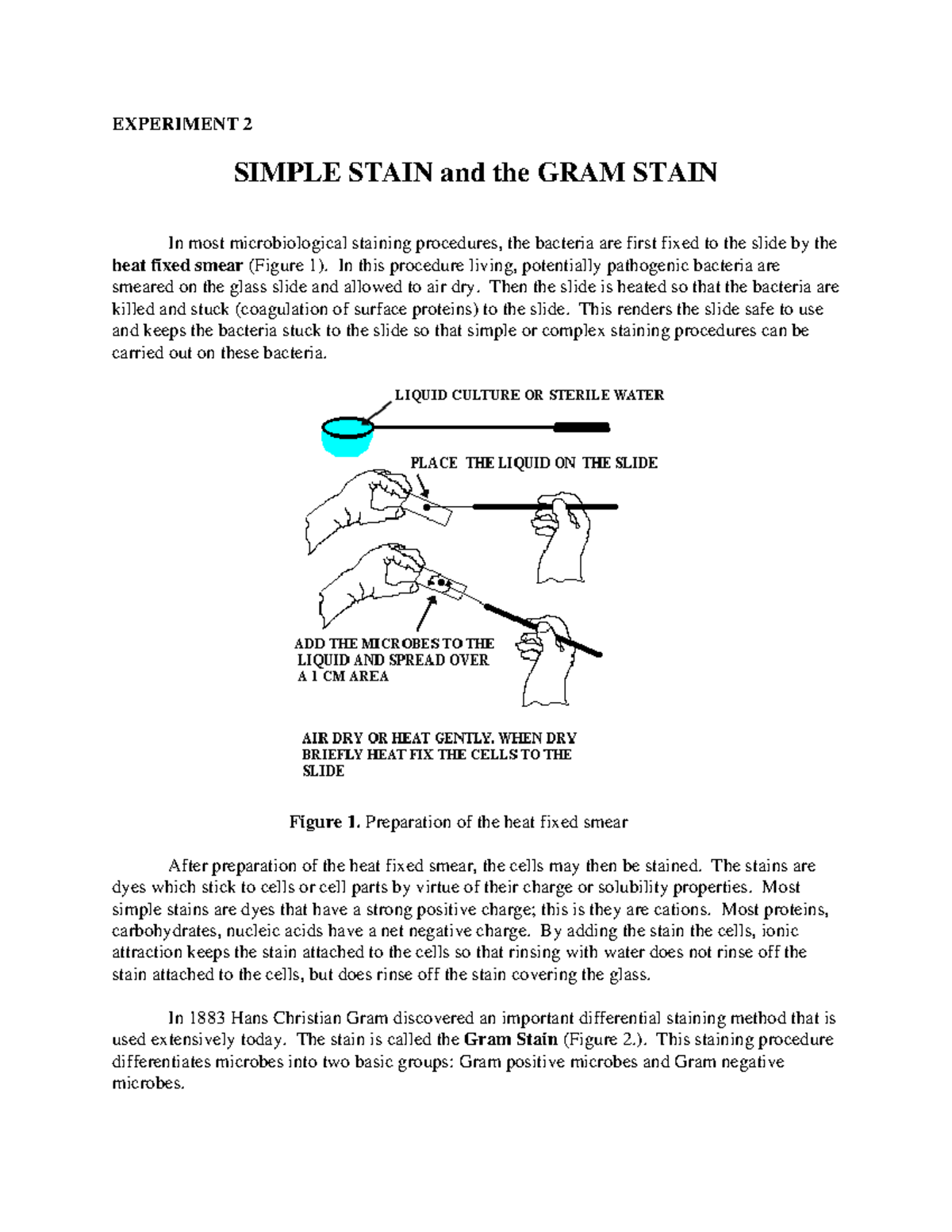Ex2Gram Stain - good - EXPERIMENT 2 SIMPLE STAIN and the GRAM STAIN In ...