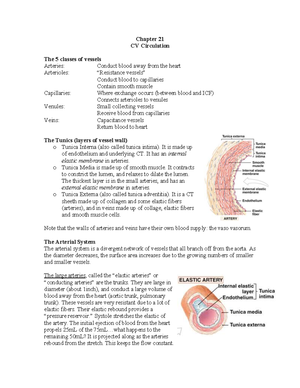 Cardiovascular Circulation: Chapter 21 - The 5 Classes of Blood Vessels ...