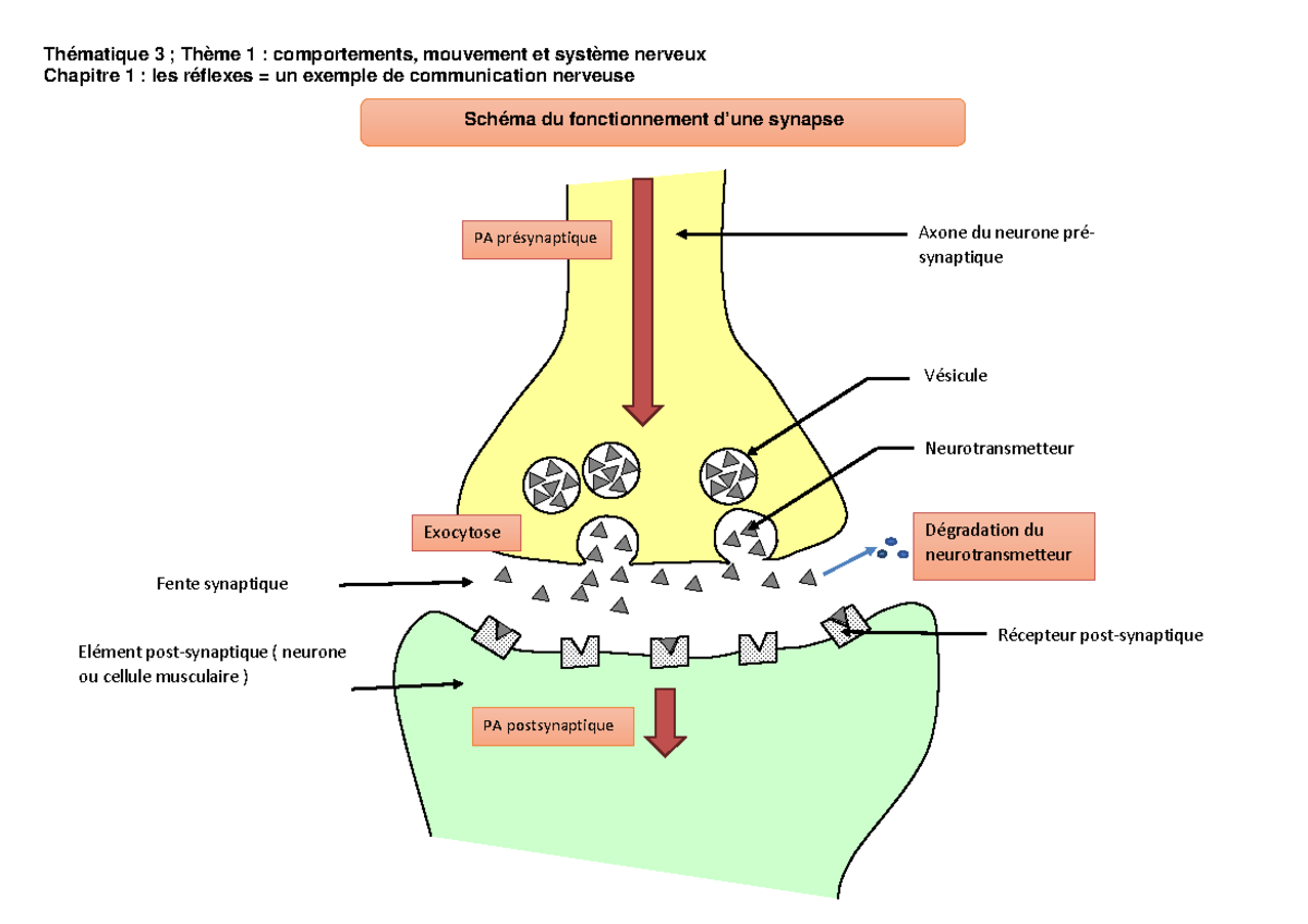 Schema Ac N 2 Synapses Sch ma D une Synapse Physiologie Humaine 