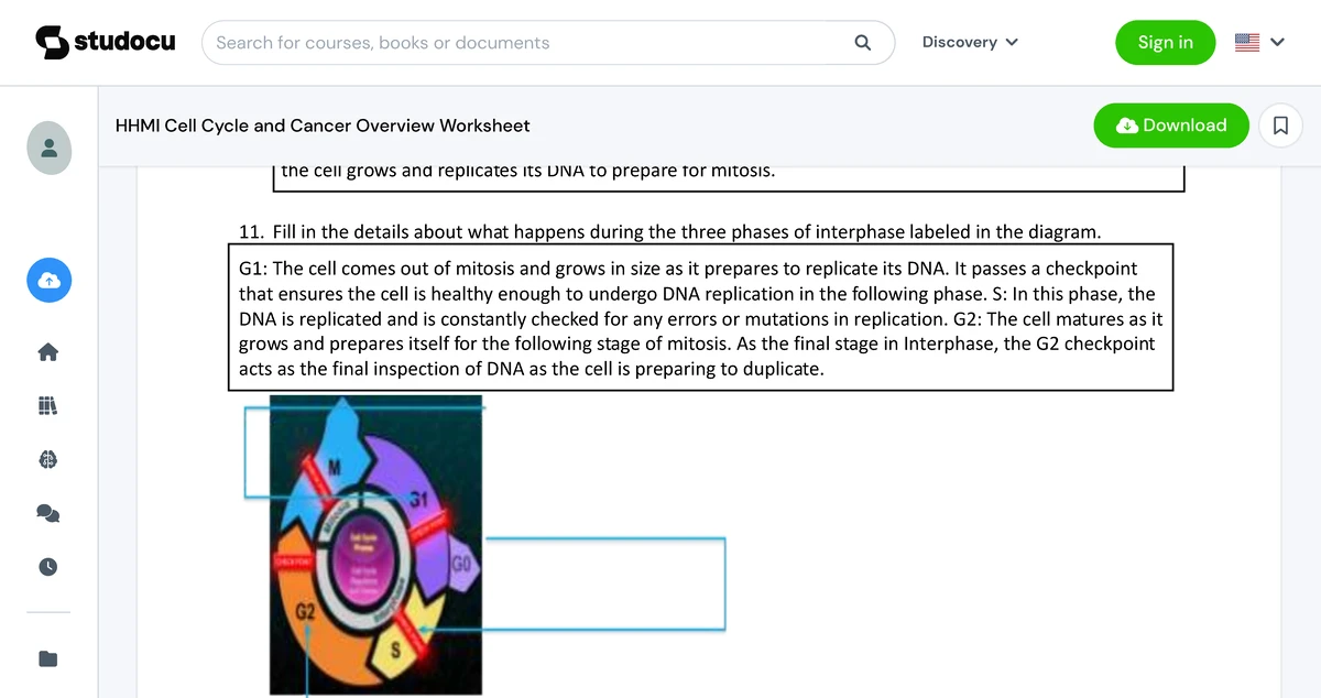 BSCI 1105-01 Final Exam: HHMI Cell Cycle & Cancer Overview Worksheet ...