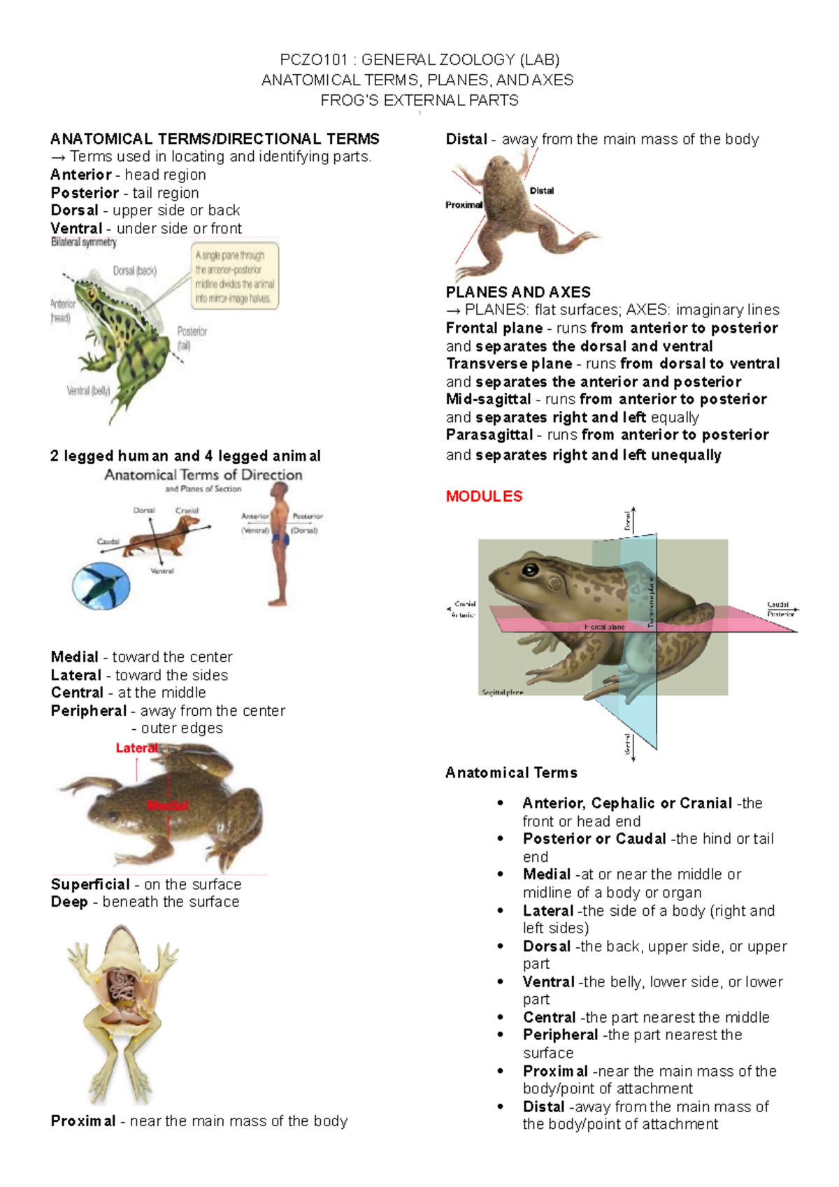 Anatomical Planes and Frog's External Parts - PCZO101 : GENERAL ZOOLOGY ...