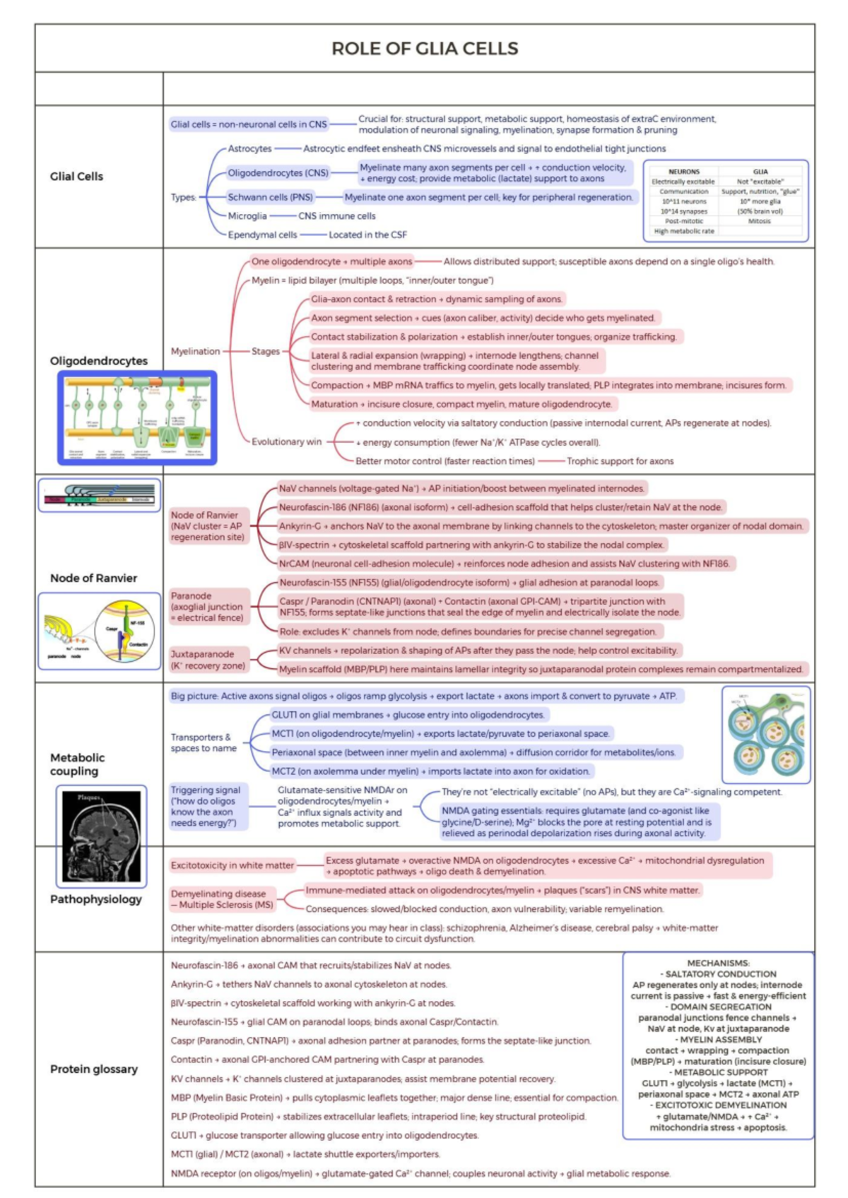Lecture 2 - The Role of Glial Cells in CNS Function - Studocu