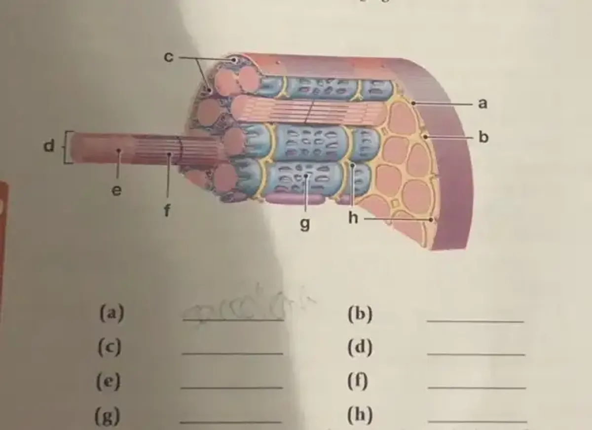 Bio 233 Exam 2 Study Guide on Muscle Contraction Mechanisms - Studocu