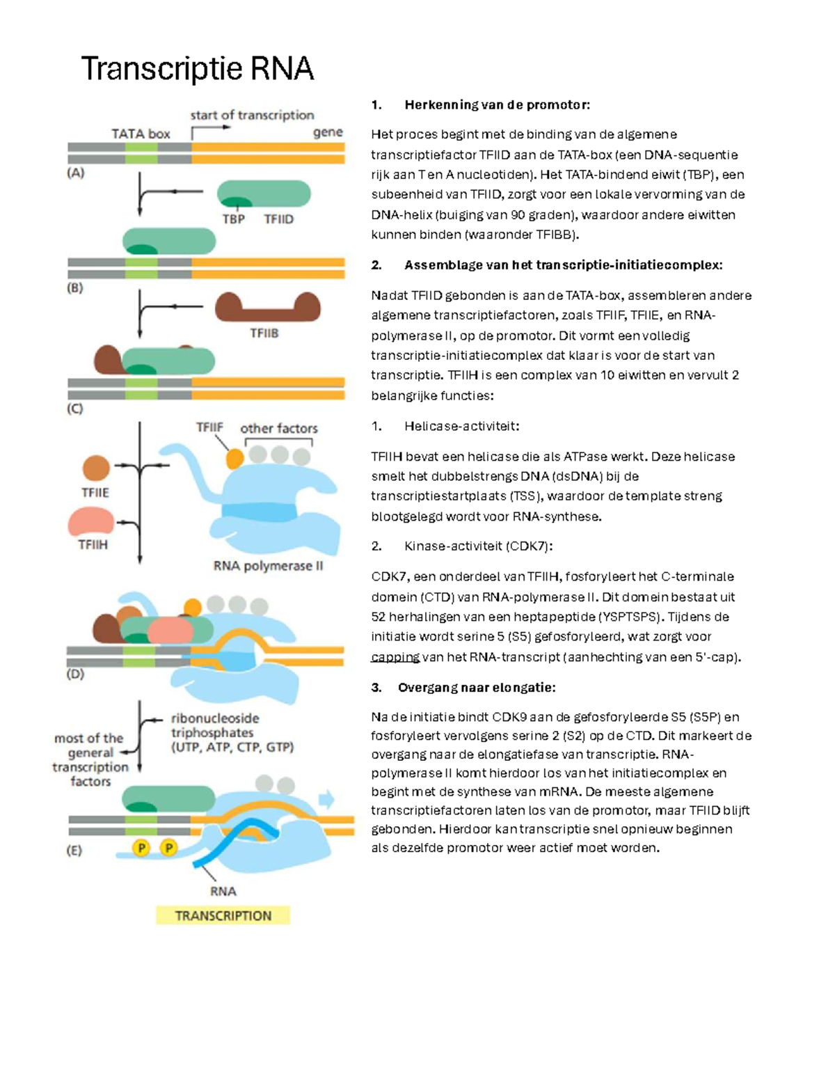 Transcriptie Initiatie en Verwerking van Eukaryotisch RNA - Studocu