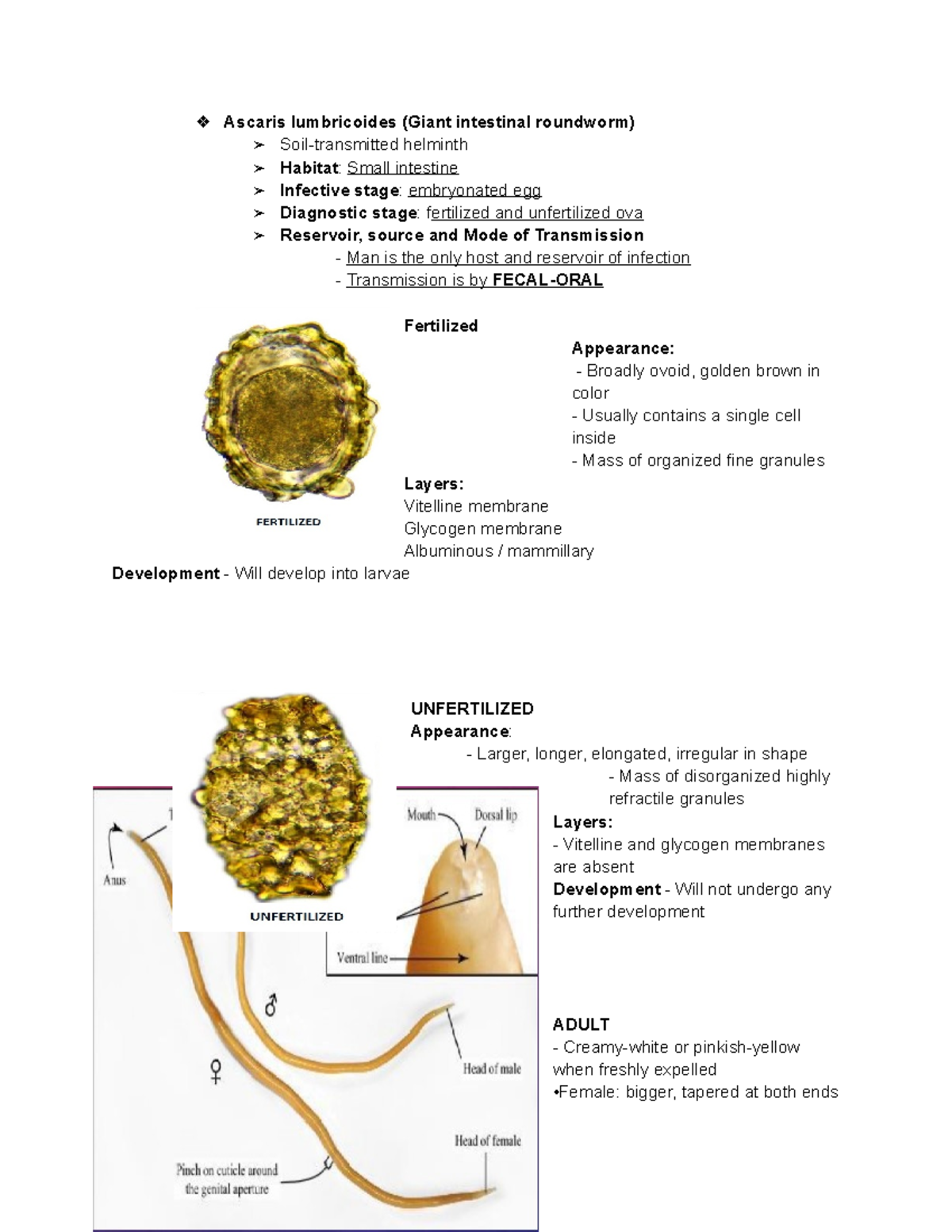Ascaris Lumbricoides Ova Reporting