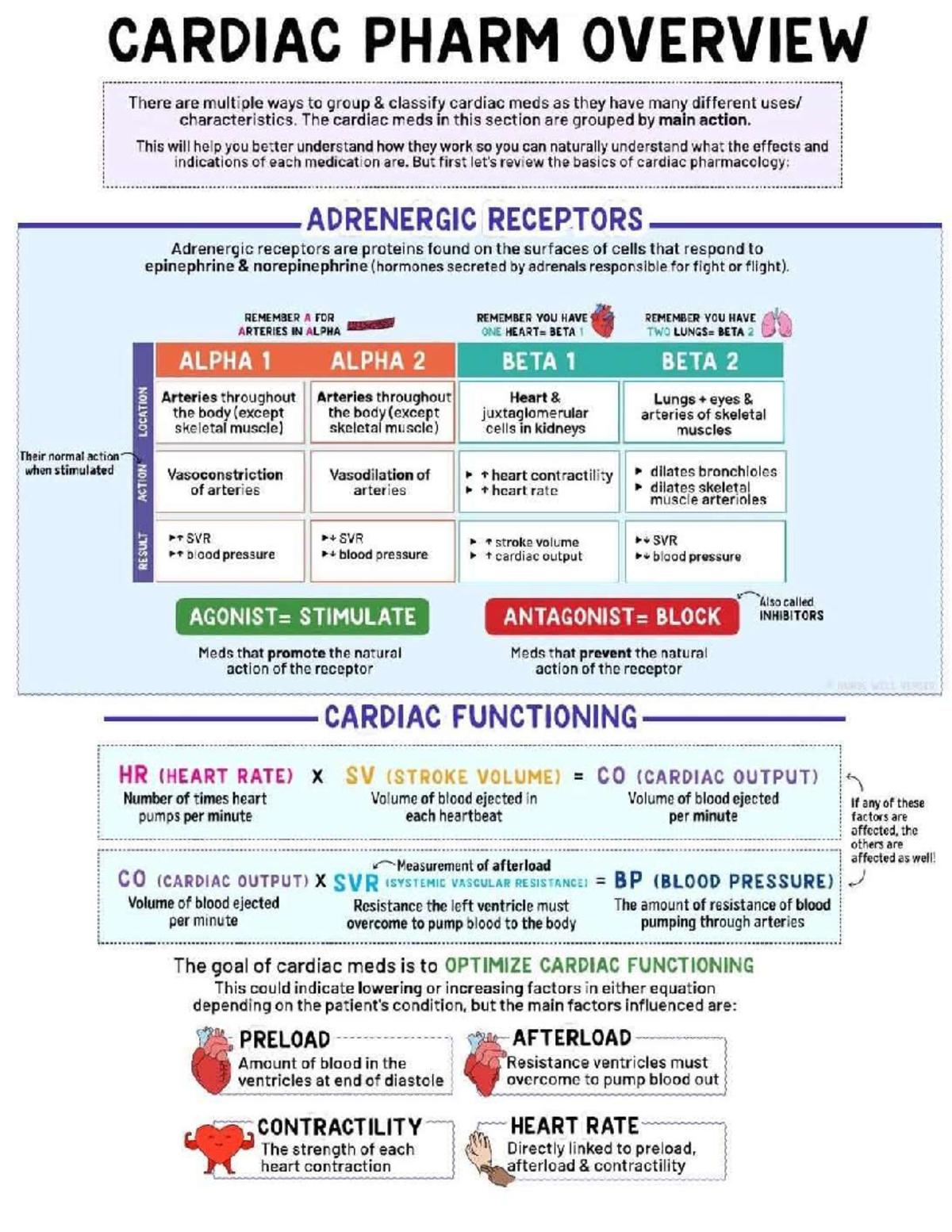 CARDIAC PHARM 101: Overview of Cardiac Medications and Functions - Studocu