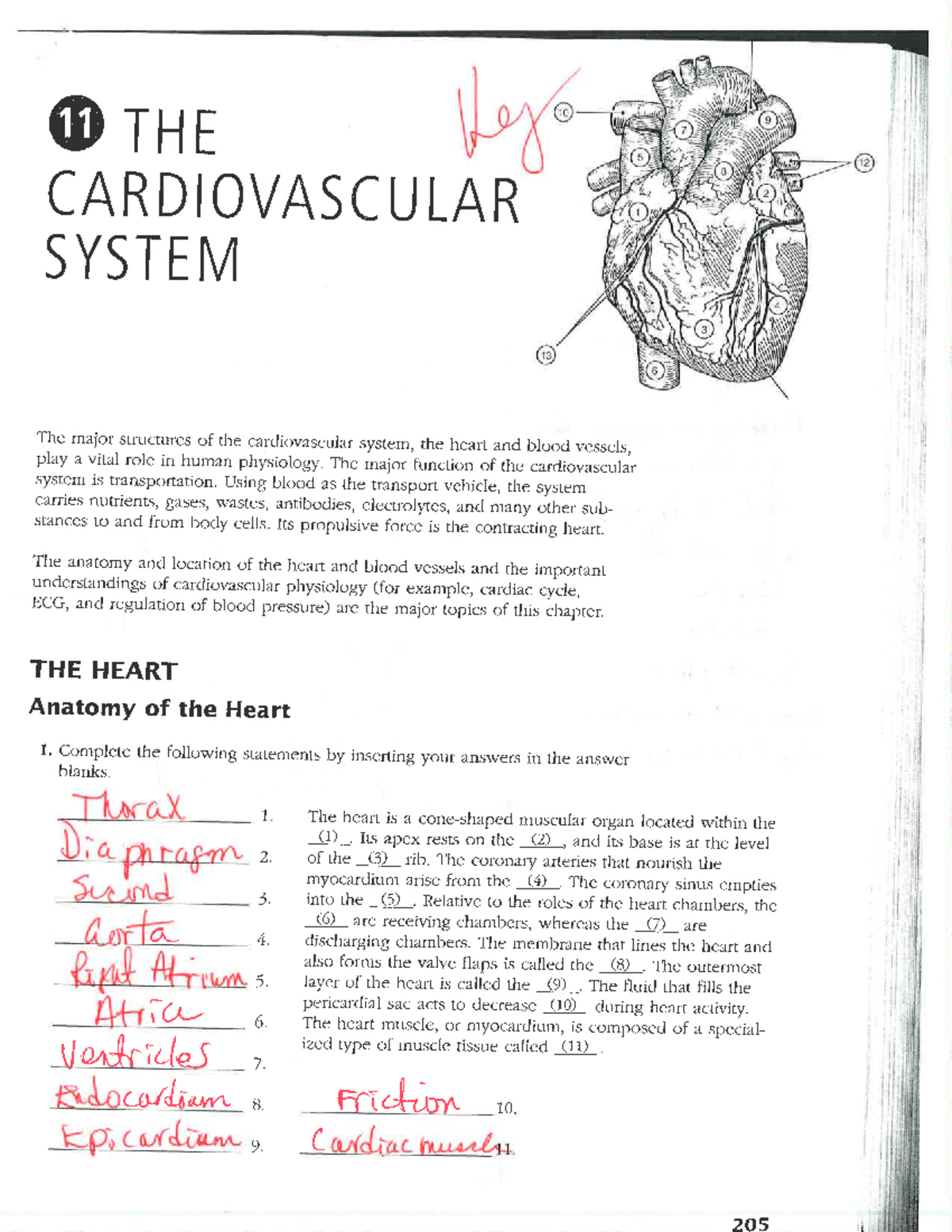 262879655 AP Circulatory System Study Packet with Key Details - Studocu
