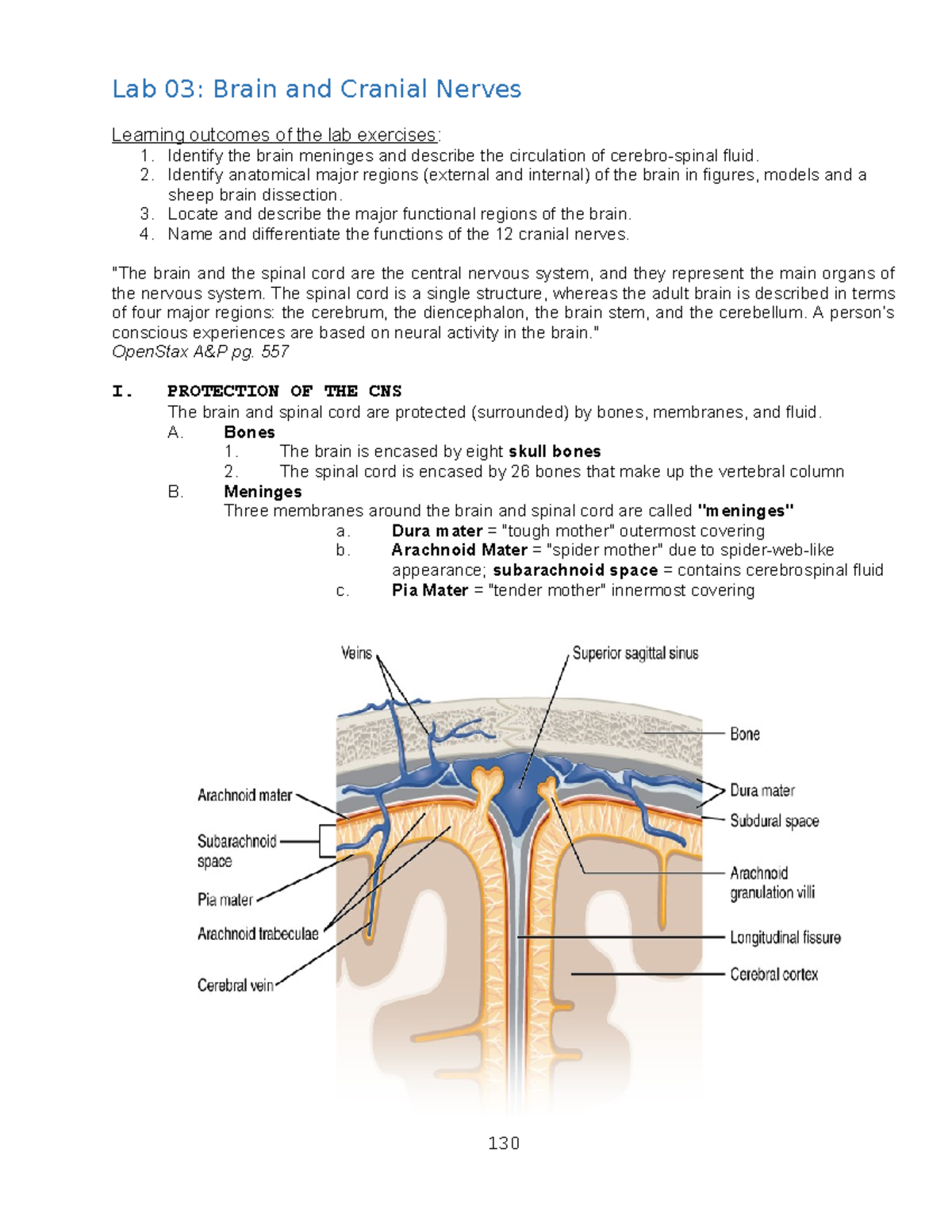 Lab 03: Exploring Brain Anatomy & Cranial Nerves Functions - Studocu