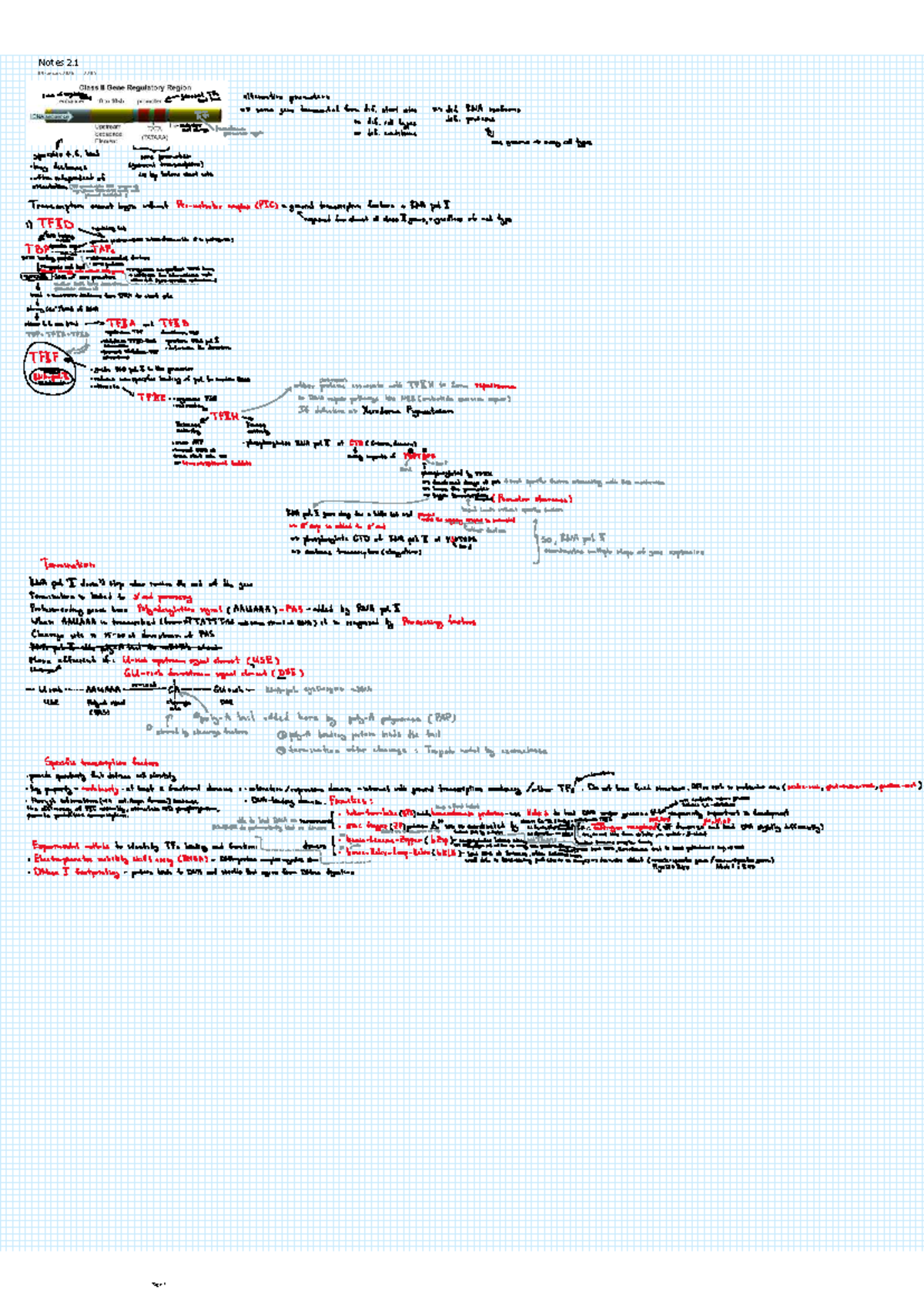 Lecture 2.1 Notes on Class II Gene Regulatory Regions - Studocu