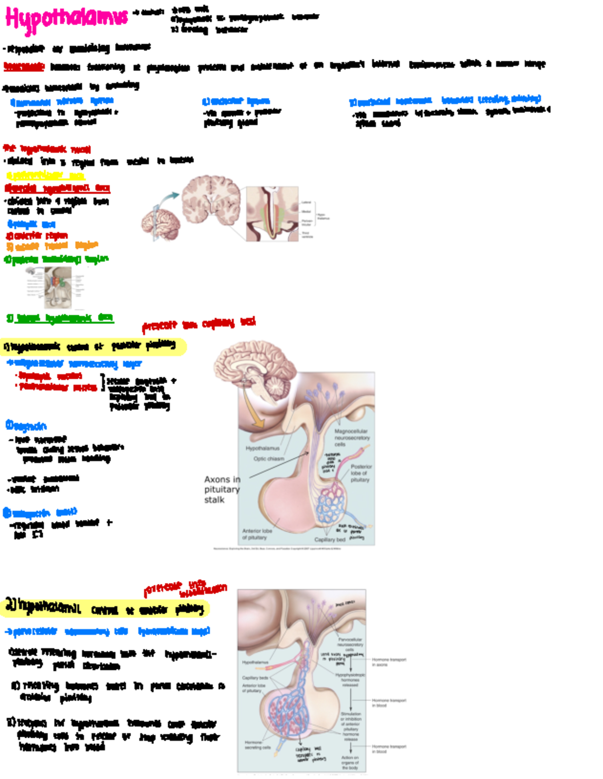 PSY 210 Midterm 3 Summary: HPA Axis, Homeostasis, and Stress Response ...