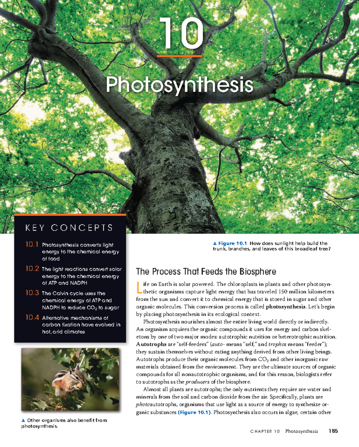 Photosynthesis: Key Concepts and Mechanisms (BIO 101) - Studocu