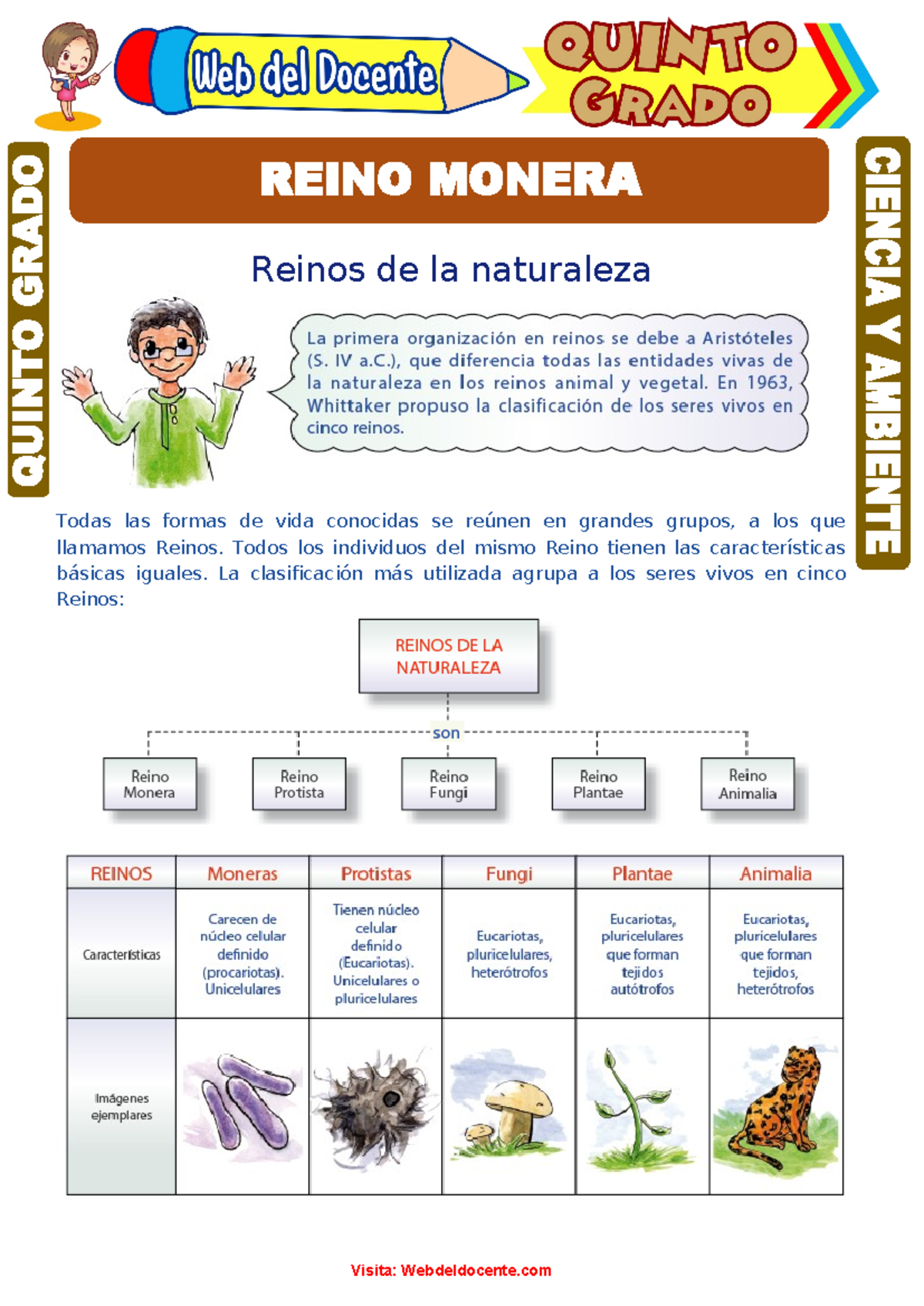 Reino Monera: Características y Clases para Quinto Grado de Primaria -  Studocu