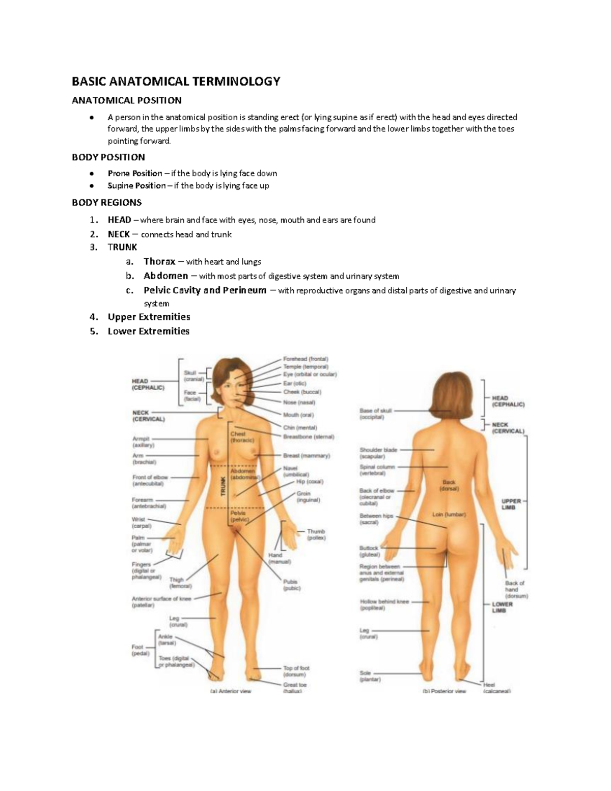 (W2) Overview of Basic Anatomical Terminology and Body Positions - Studocu