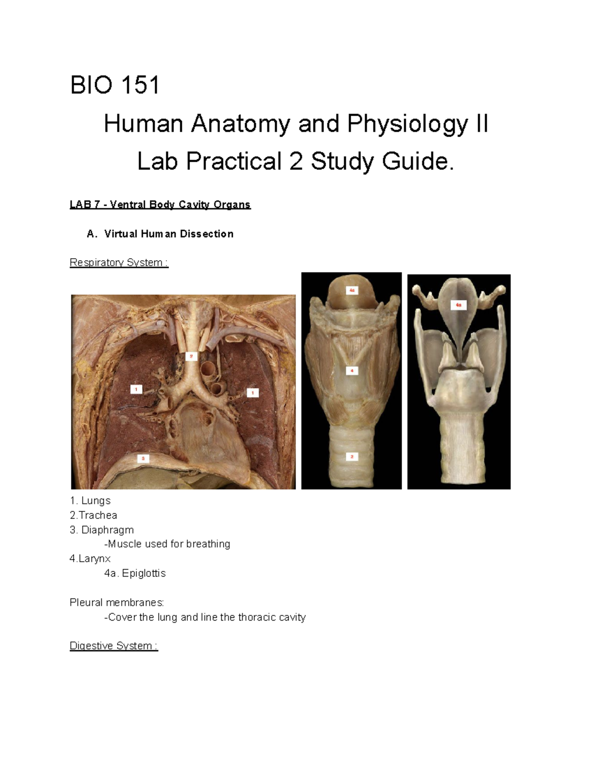 Lab Practical 1 Anatomy And Physiology 2 Bio 151 lab 2 - lap practical study guide lab 2 - BIO 151 Human Anatomy