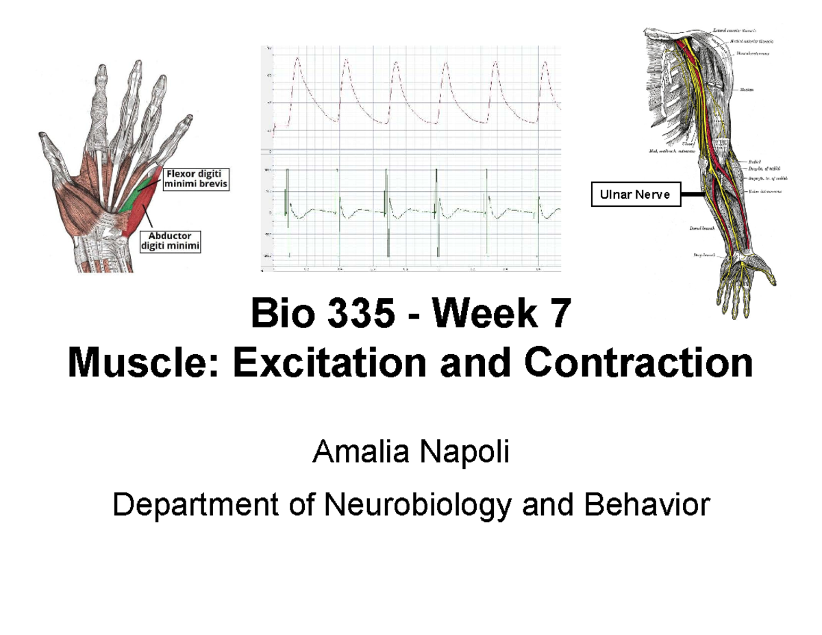Bio 335 - Week 7: Muscle Excitation & Contraction Overview - Studocu
