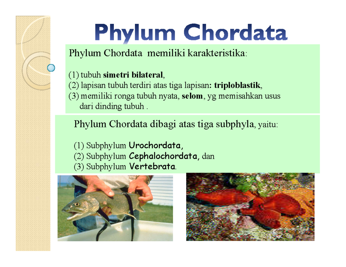 2020 Chordata: Characterization of Subphyla Urochordata ...