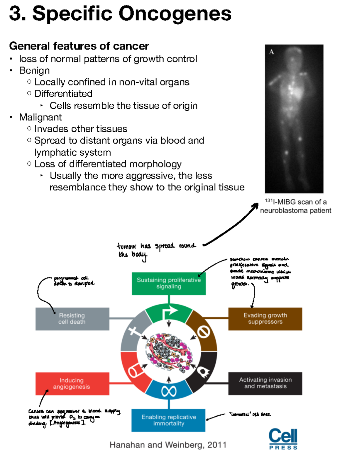 Oncogenes and Cancer: Insights from Chapter 3 of Oncogenetics - Studocu