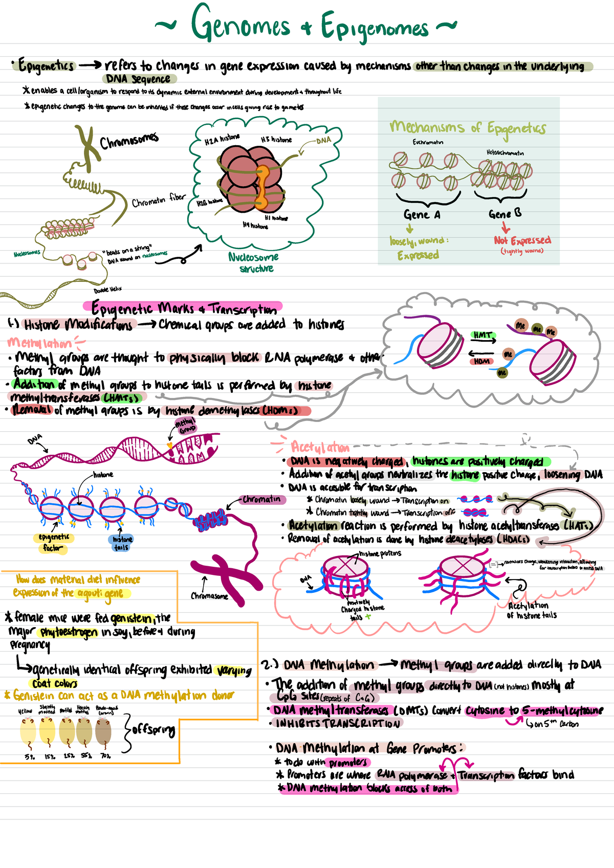 Unit 2 BIO 1103 - Genomes, Epigenomes & Gene Expression Insights - Studocu