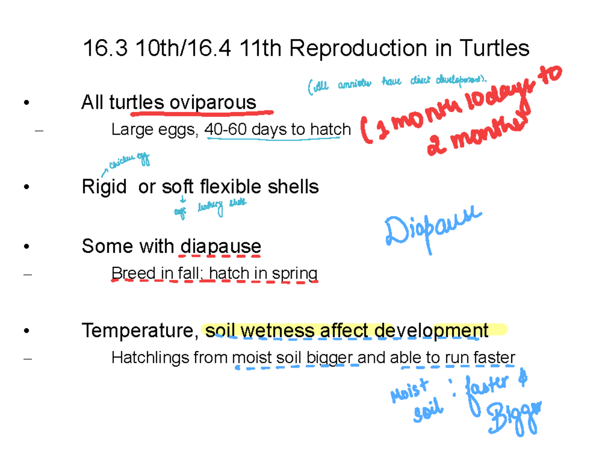 Turtle Biology Outline (Course Code: 23 Mar13&18) - Reproduction ...