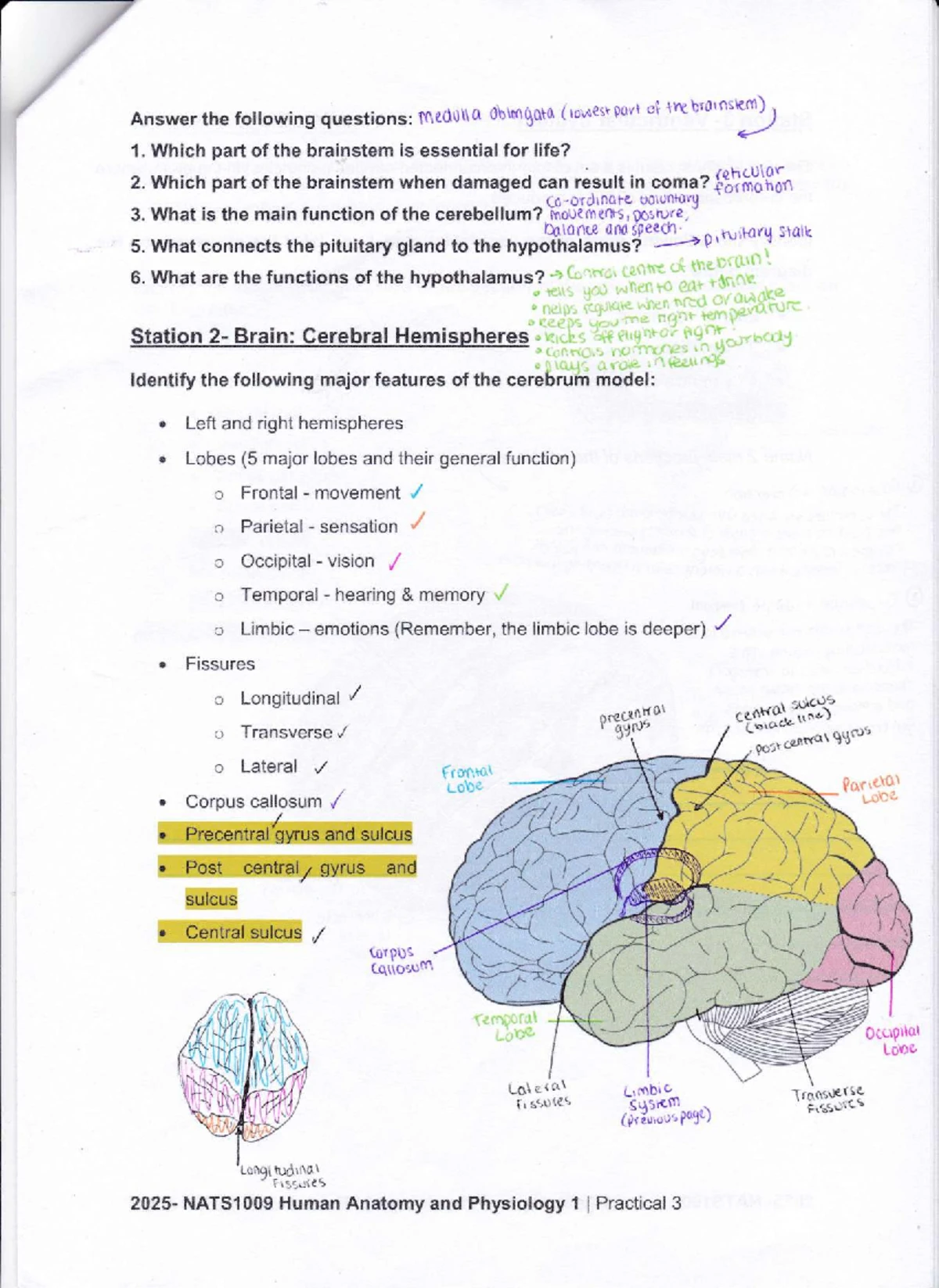 NATS1009 Practical 3: Ventricular System Anatomy and Functions - Studocu