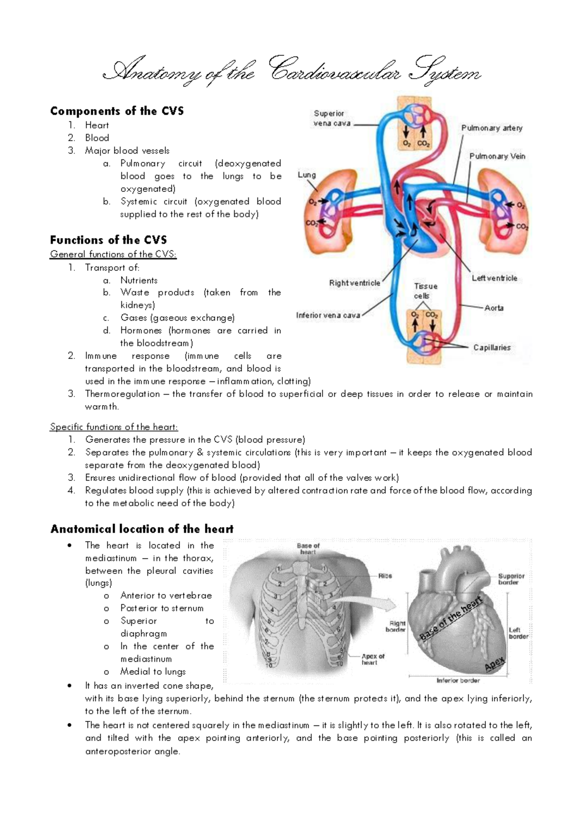 Cardiovascular system anatomy - Anatomy of the Cardiovascular System ...