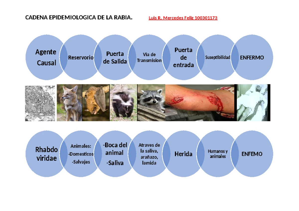 Epidemiologia - definición, etiología, fisiopatología y factores de ...