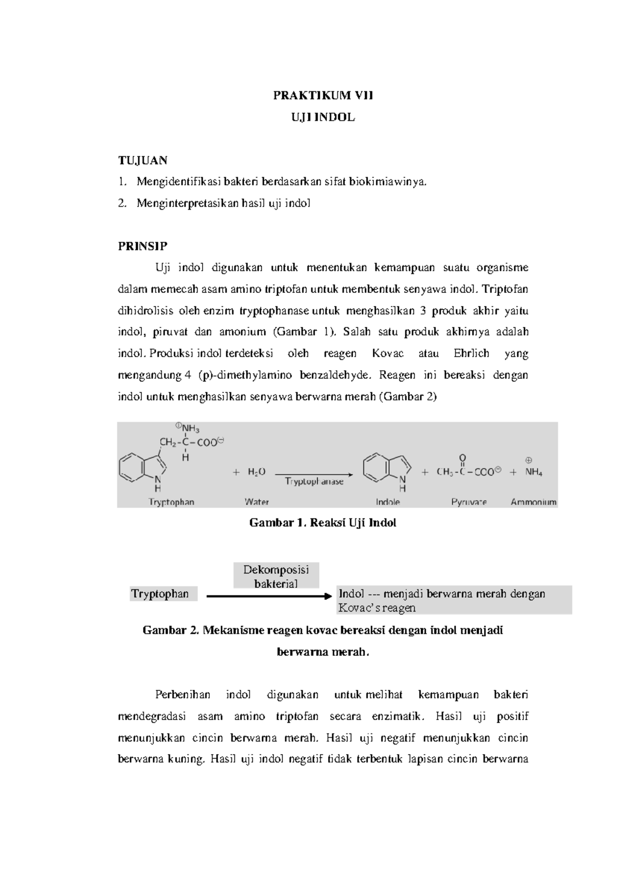 Laporan Praktikum: Uji Indol pada Bakteri Escherichia coli dan ...