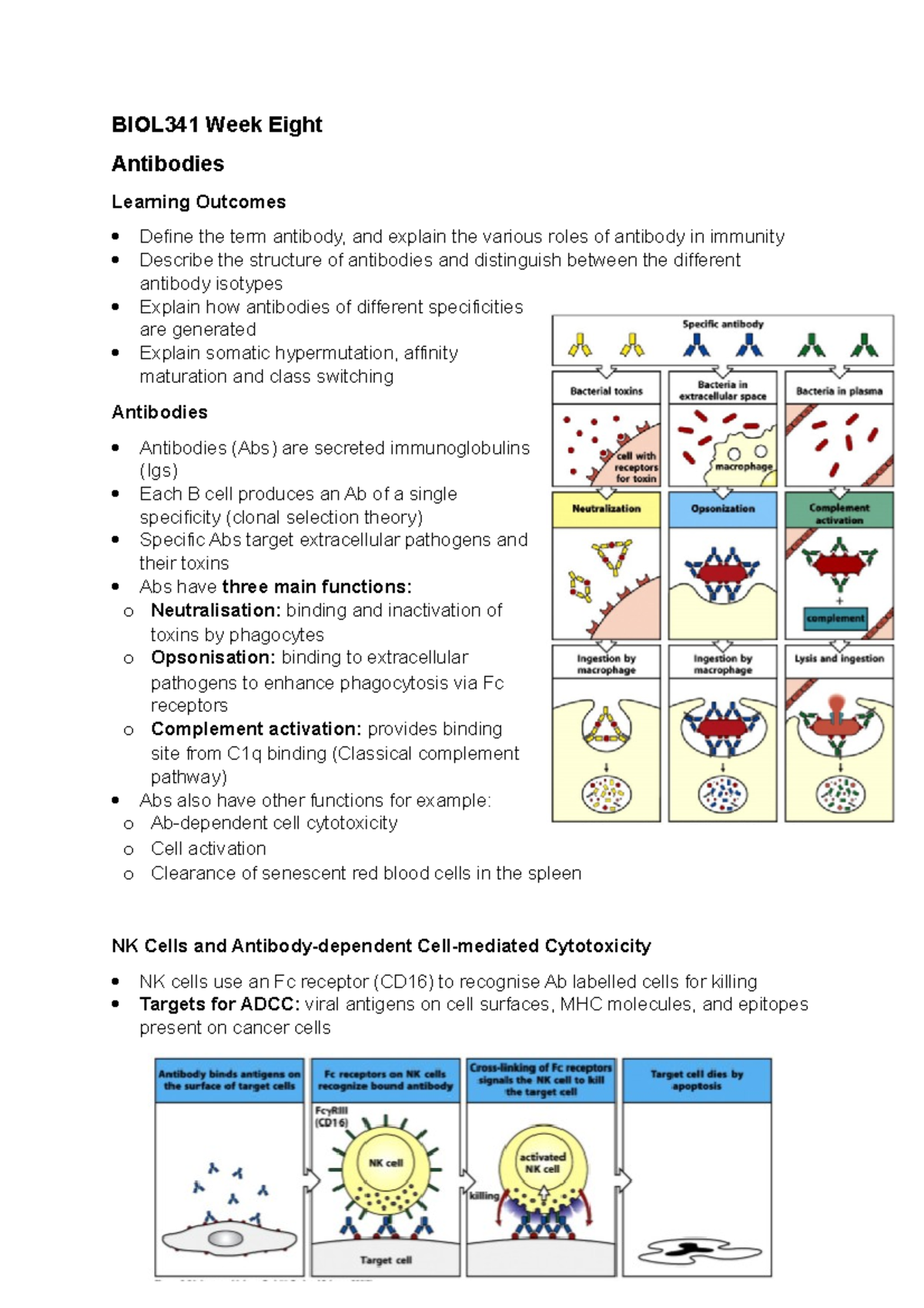 Week 8 Lecture 2 - Antibodies - BIOL341 Week Eight Antibodies Learning ...