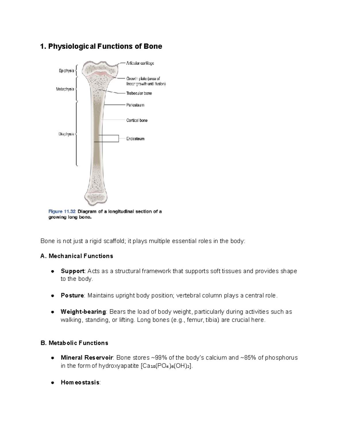 Endocrinology PBL 4: Physiological Functions and Histology of Bone ...