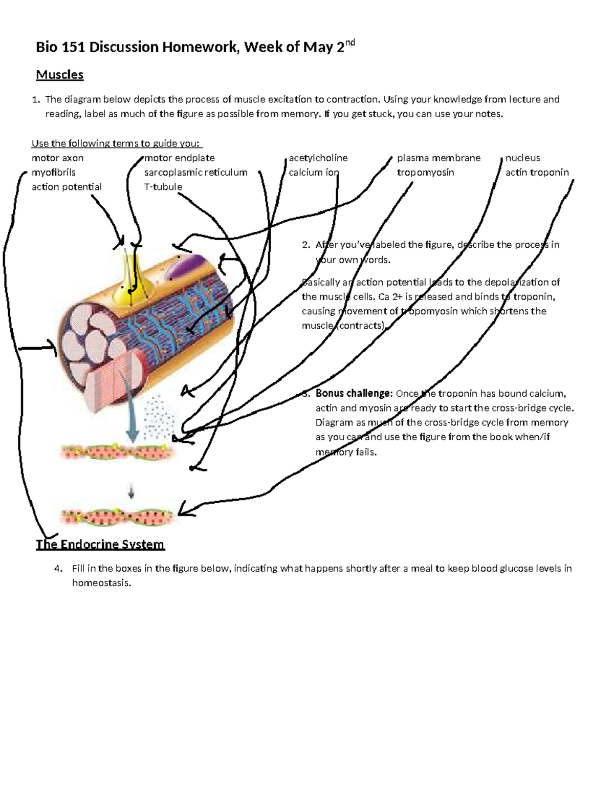 Bio 151 Discussion Solutions: Muscle Contraction & Glucose Regulation ...