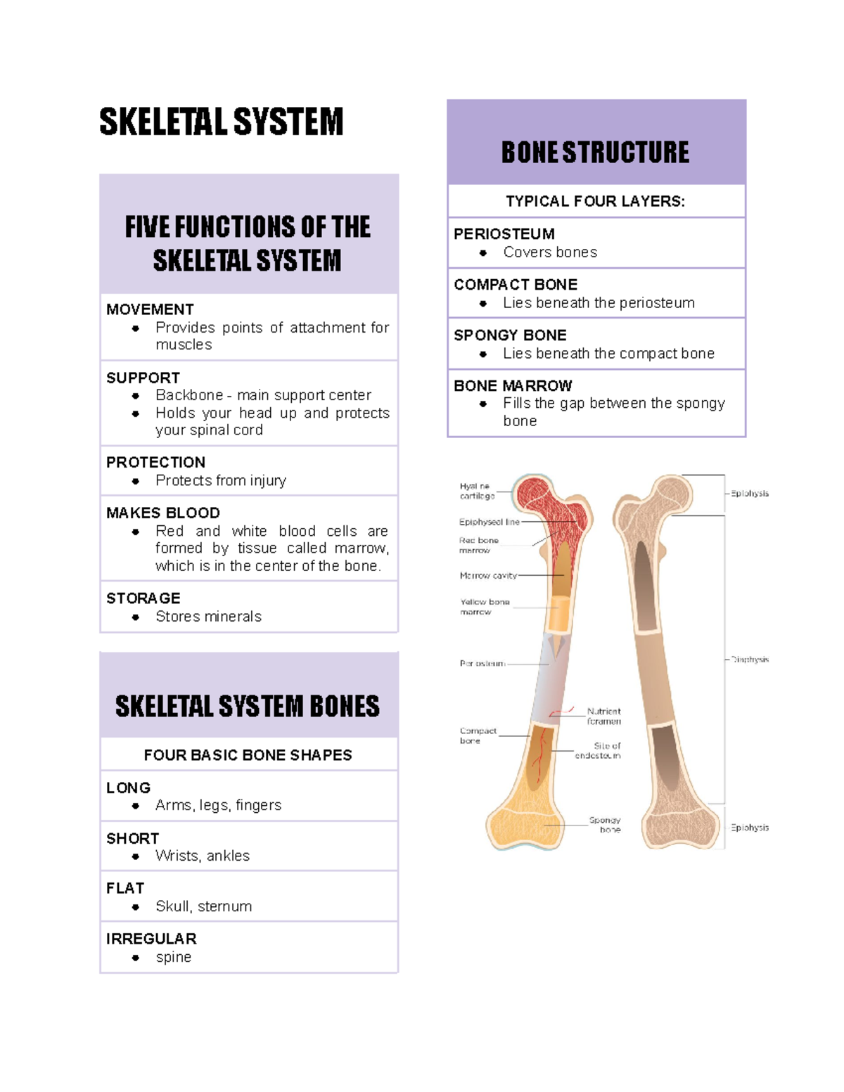Skeletal System Functions and Bone Structures Overview - Studocu