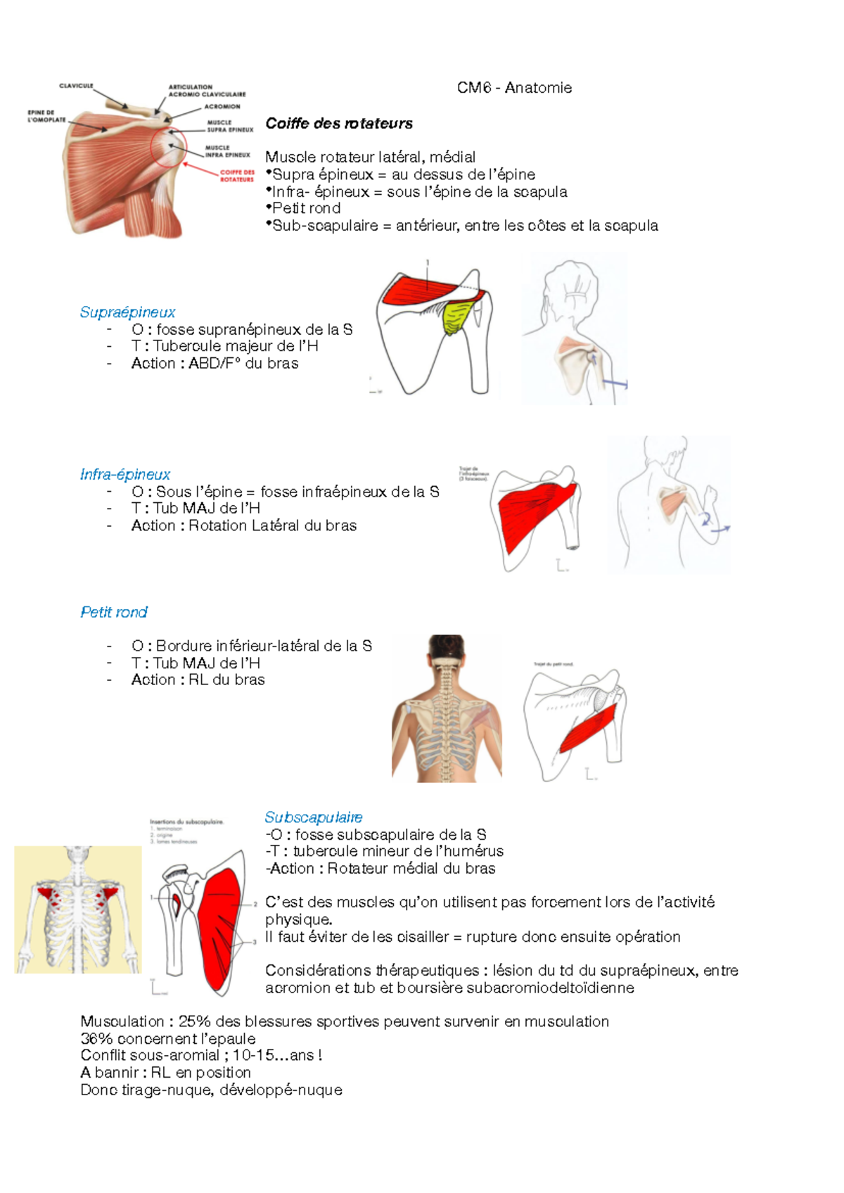 CM6 - CM6 d'anatomie - CM6 - Anatomie Coiffe des rotateurs Muscle ...