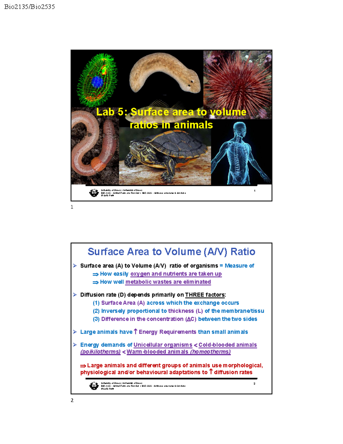 Lab 5: Surface Area to Volume Ratios in Animals - BIO 2135/BIO 2535 ...