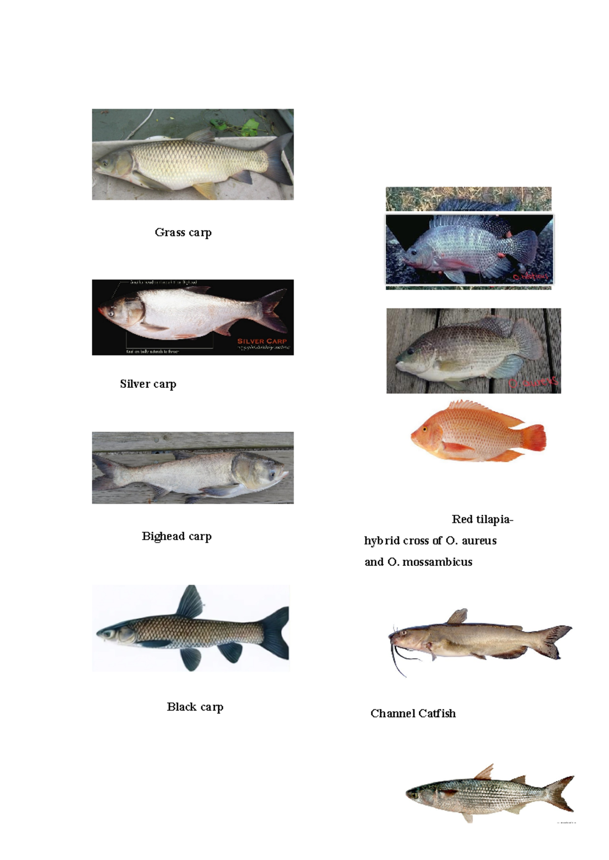 Fish species - Summary Marine Aquaculture and Aquatic Animal Health ...