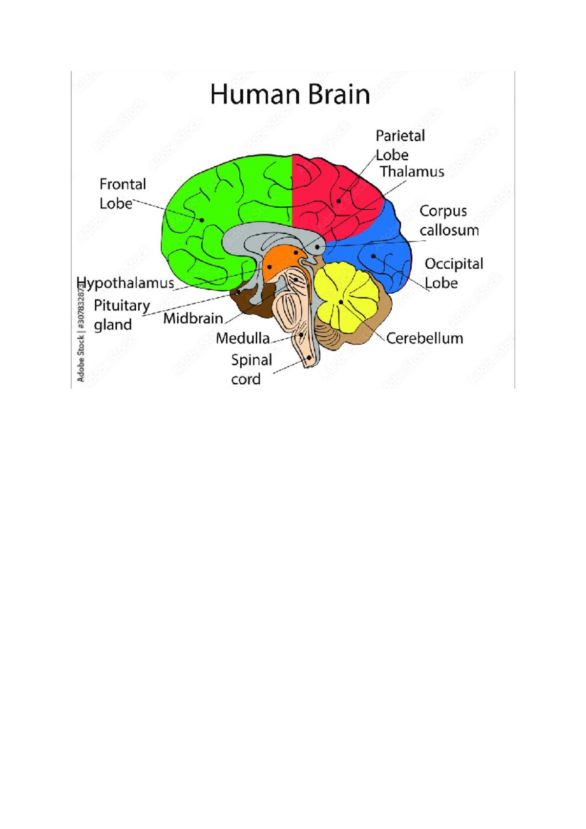 Human brain - diagram - PSY 1005 - Adobe Stock Human Brain Parietal ...